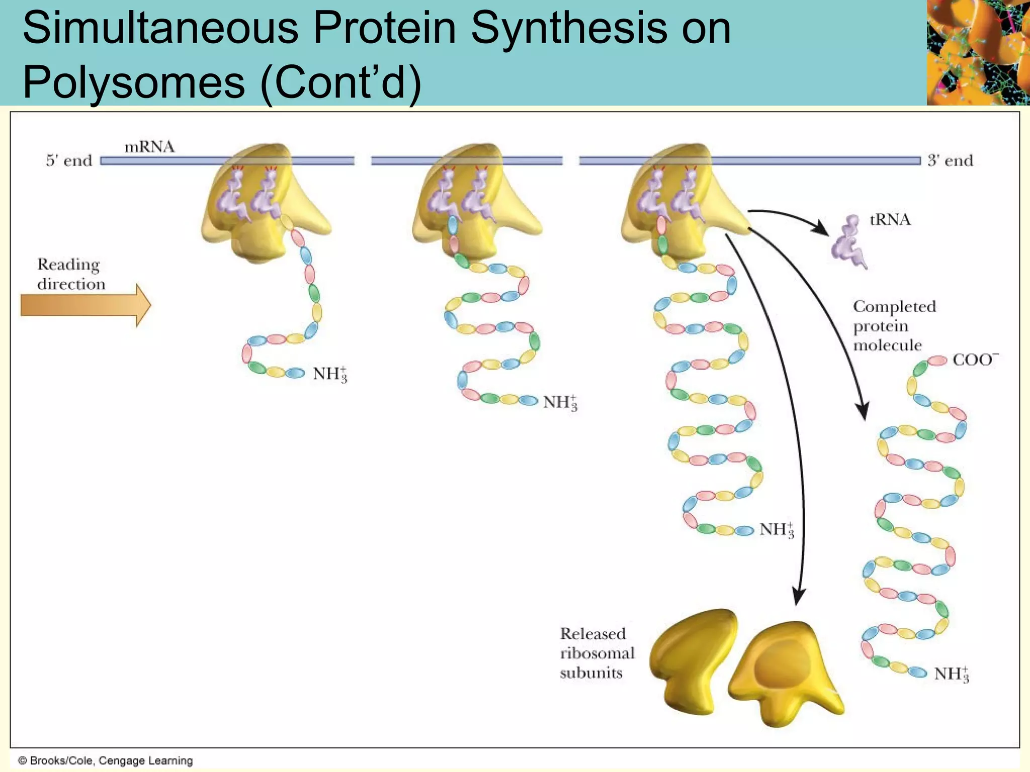 Simultaneous Protein Synthesis on
Polysomes (Cont’d)
 