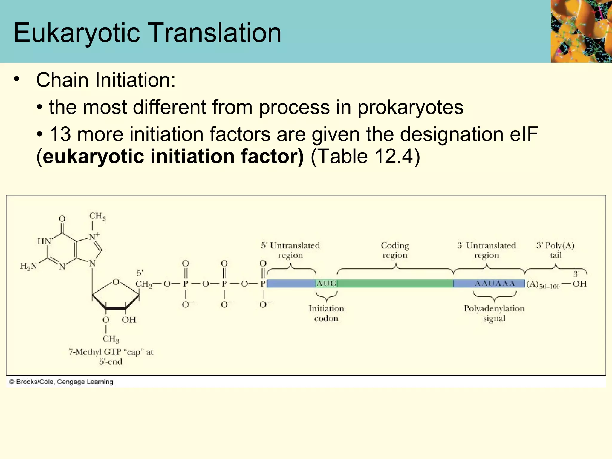 Eukaryotic Translation
• Chain Initiation:
• the most different from process in prokaryotes
• 13 more initiation factors are given the designation eIF
(eukaryotic initiation factor) (Table 12.4)
 