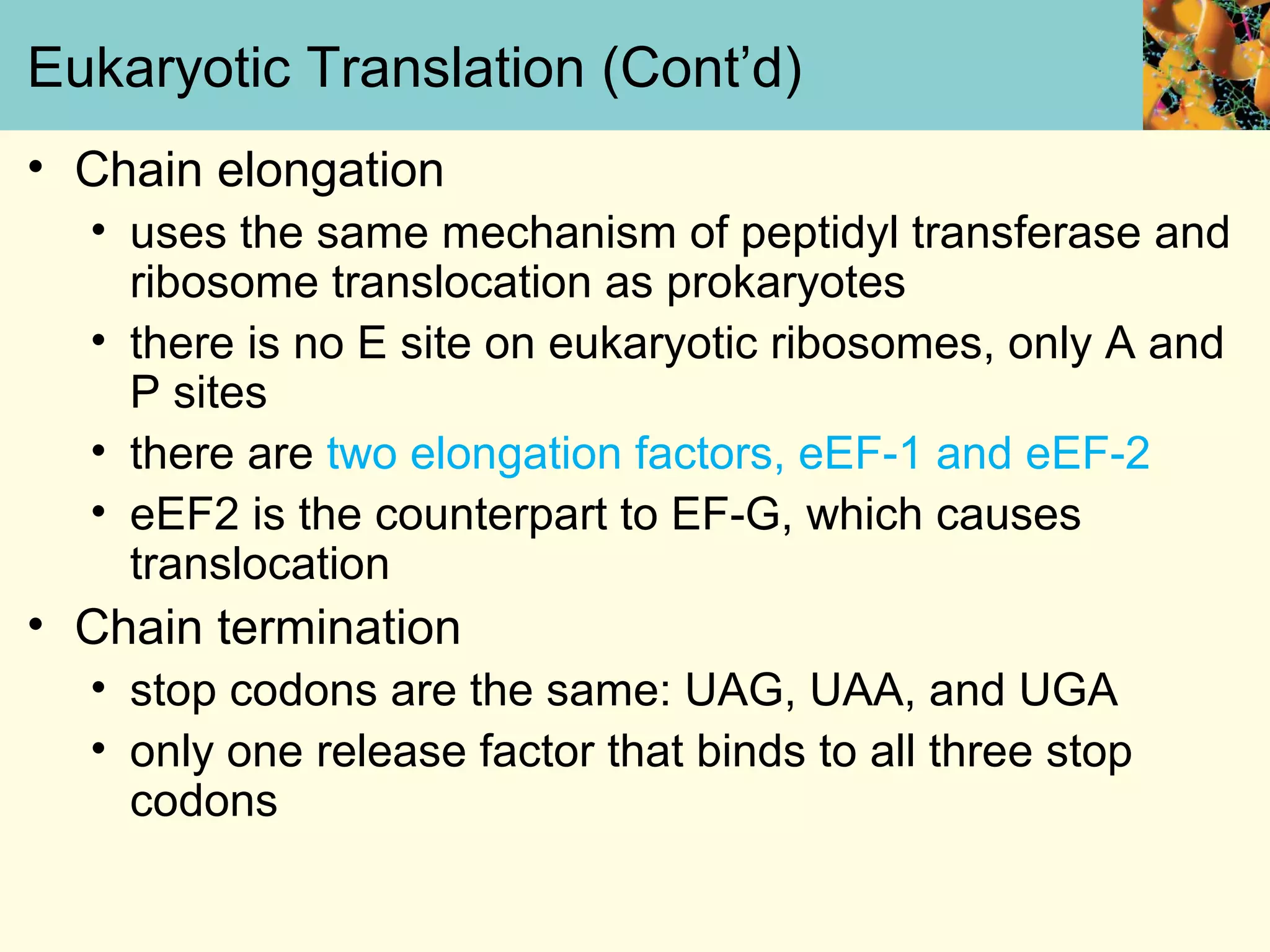 Eukaryotic Translation (Cont’d)
• Chain elongation
• uses the same mechanism of peptidyl transferase and
ribosome translocation as prokaryotes
• there is no E site on eukaryotic ribosomes, only A and
P sites
• there are two elongation factors, eEF-1 and eEF-2
• eEF2 is the counterpart to EF-G, which causes
translocation
• Chain termination
• stop codons are the same: UAG, UAA, and UGA
• only one release factor that binds to all three stop
codons
 