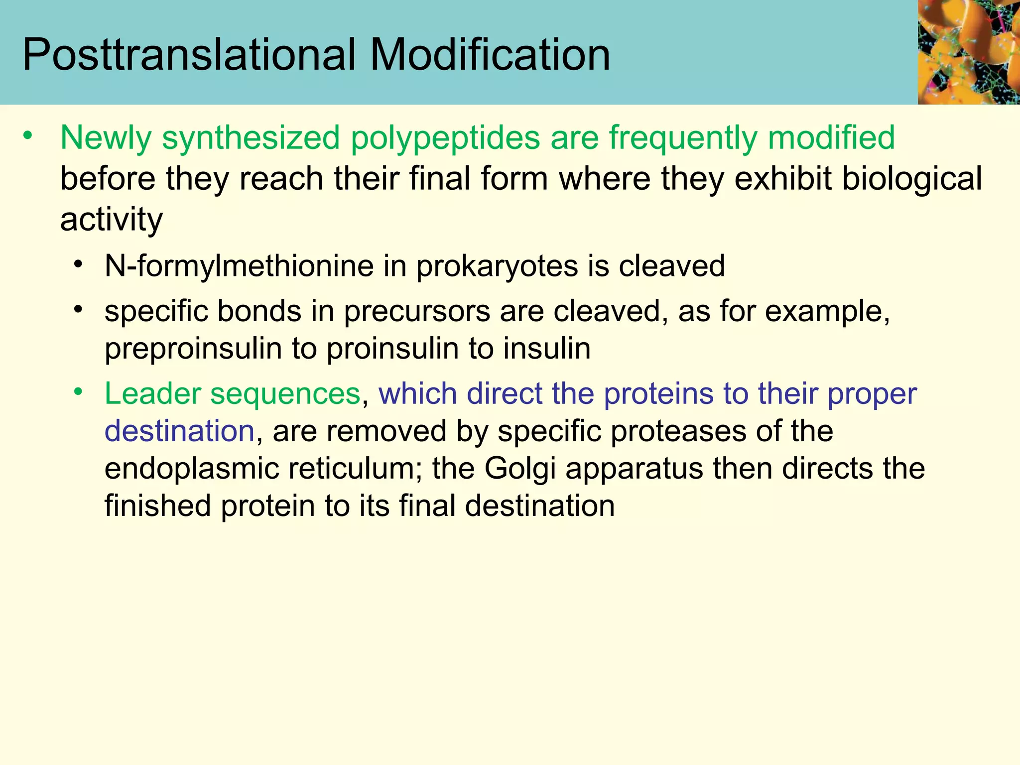 Posttranslational Modification
• Newly synthesized polypeptides are frequently modified
before they reach their final form where they exhibit biological
activity
• N-formylmethionine in prokaryotes is cleaved
• specific bonds in precursors are cleaved, as for example,
preproinsulin to proinsulin to insulin
• Leader sequences, which direct the proteins to their proper
destination, are removed by specific proteases of the
endoplasmic reticulum; the Golgi apparatus then directs the
finished protein to its final destination
 