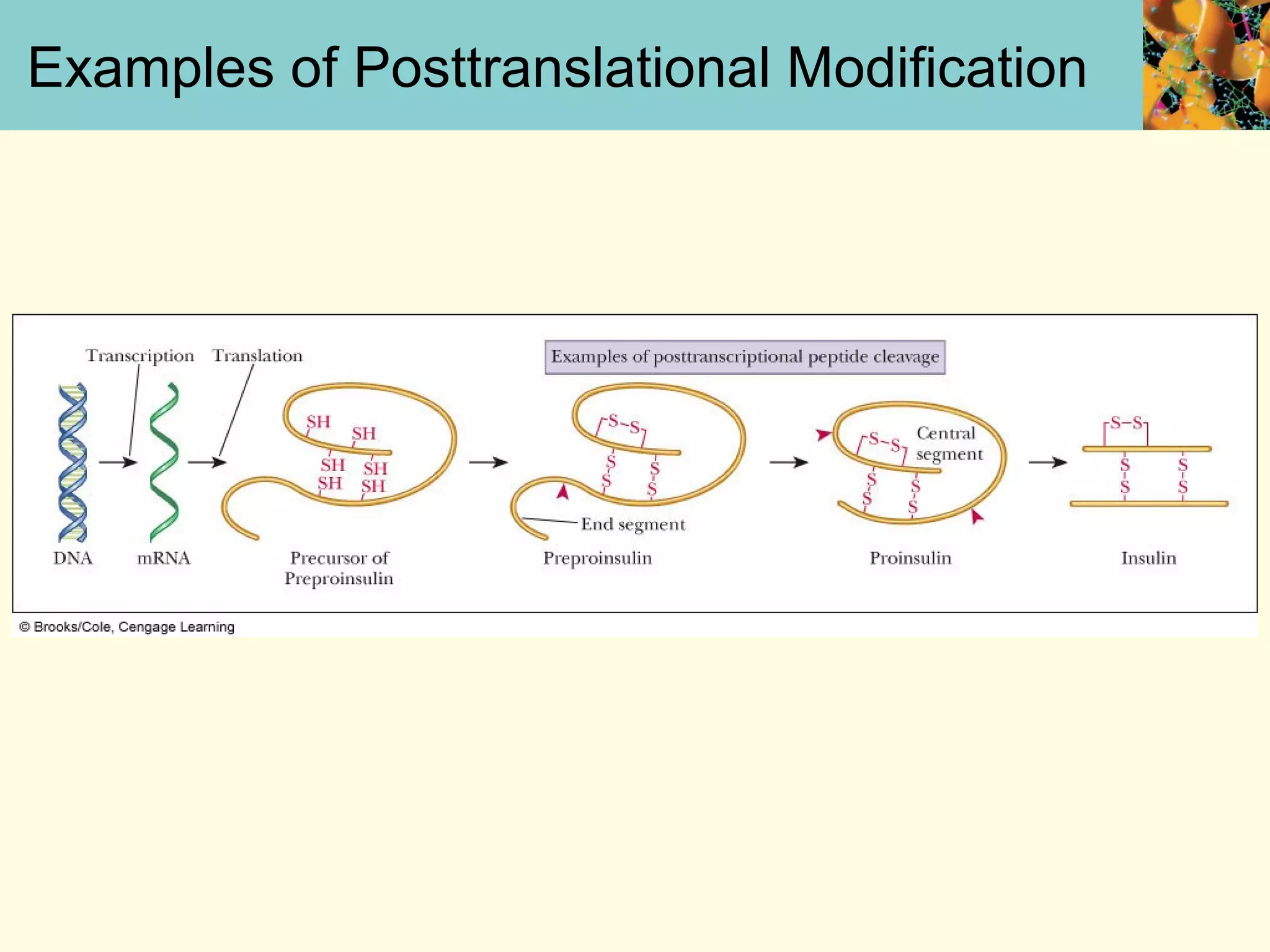 Examples of Posttranslational Modification
 