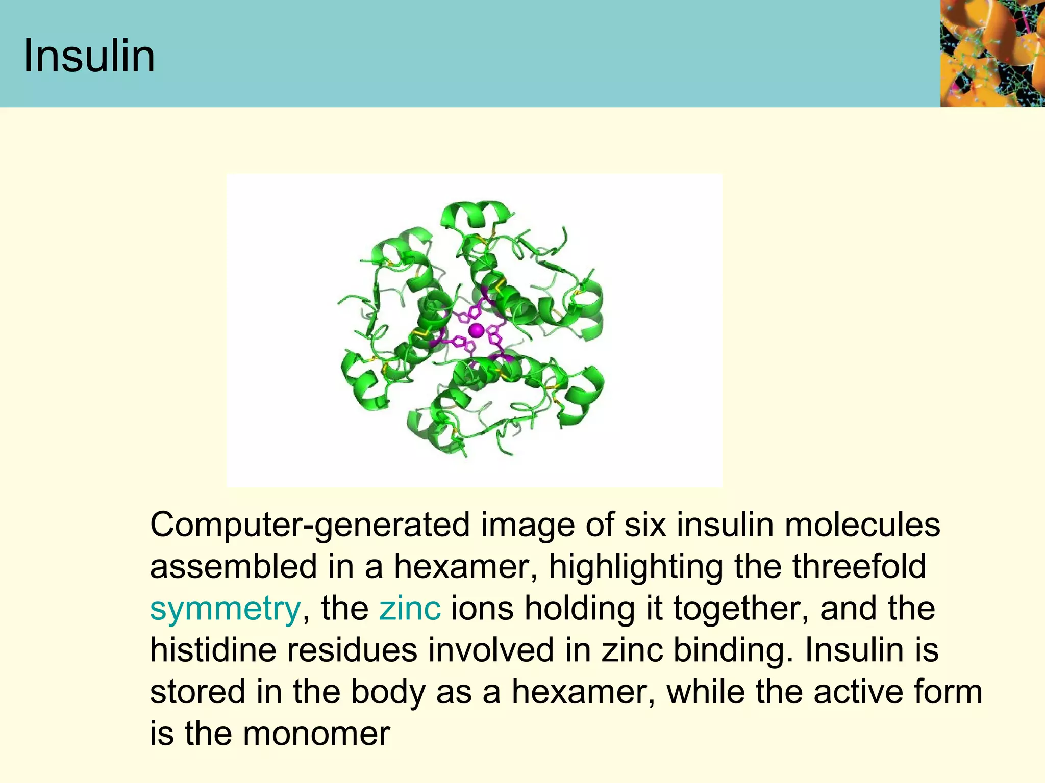 Insulin
Computer-generated image of six insulin molecules
assembled in a hexamer, highlighting the threefold
symmetry, the zinc ions holding it together, and the
histidine residues involved in zinc binding. Insulin is
stored in the body as a hexamer, while the active form
is the monomer
 