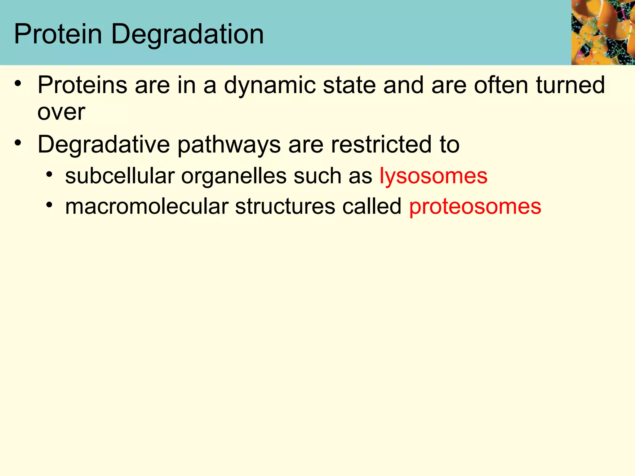 Protein Degradation
• Proteins are in a dynamic state and are often turned
over
• Degradative pathways are restricted to
• subcellular organelles such as lysosomes
• macromolecular structures called proteosomes
 