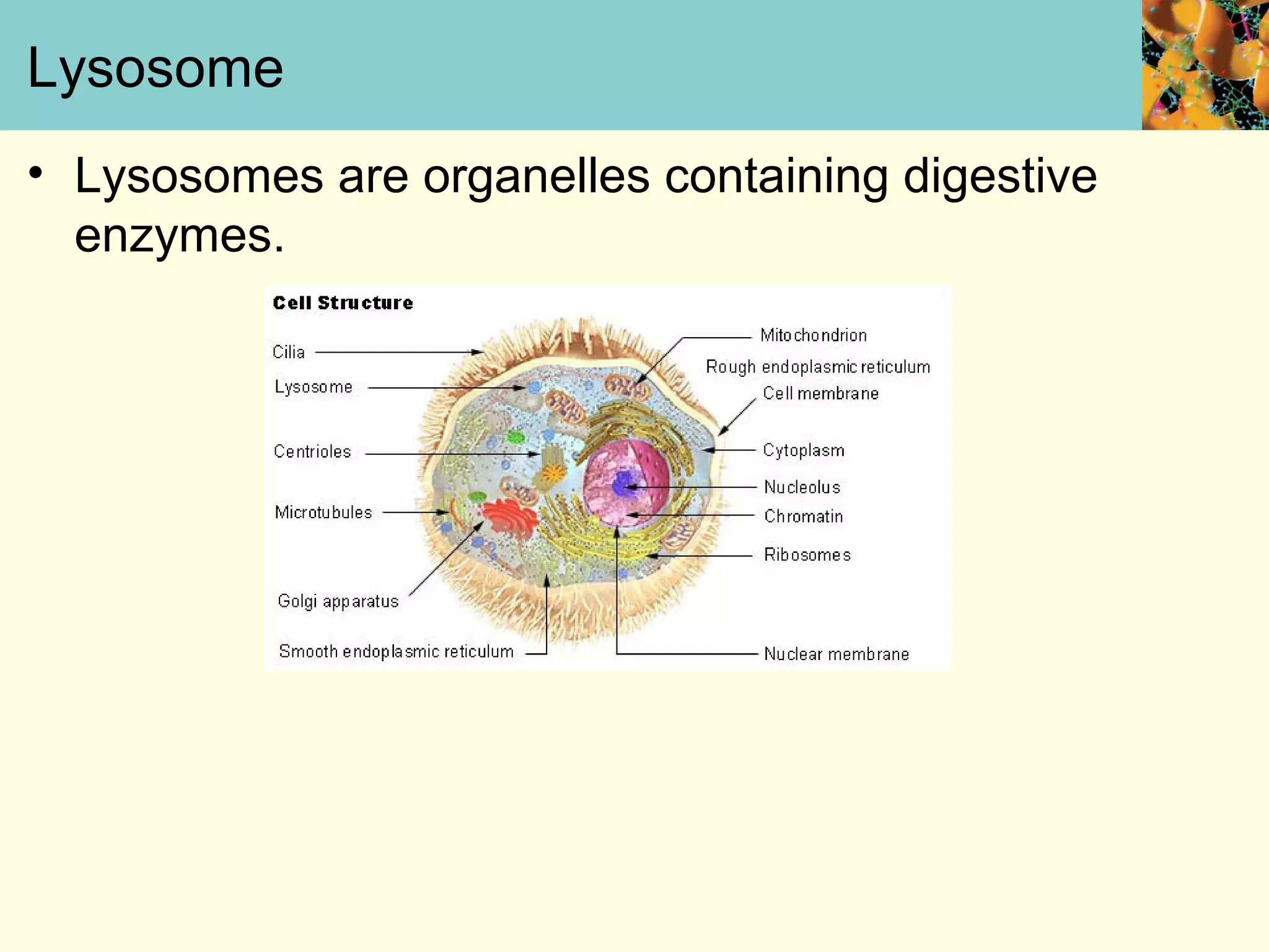 Lysosome
• Lysosomes are organelles containing digestive
enzymes.
 