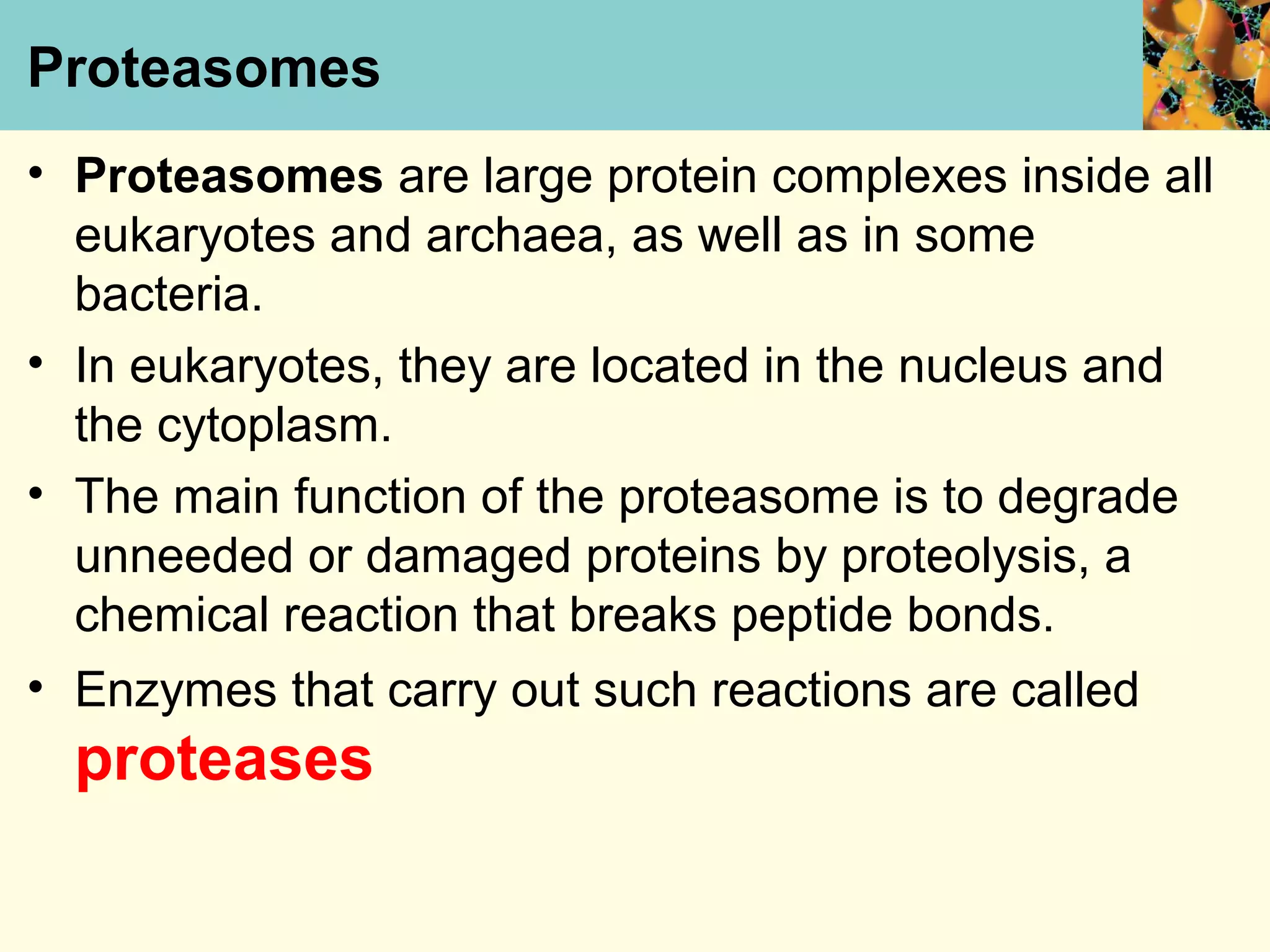 Proteasomes
• Proteasomes are large protein complexes inside all
eukaryotes and archaea, as well as in some
bacteria.
• In eukaryotes, they are located in the nucleus and
the cytoplasm.
• The main function of the proteasome is to degrade
unneeded or damaged proteins by proteolysis, a
chemical reaction that breaks peptide bonds.
• Enzymes that carry out such reactions are called
proteases
 