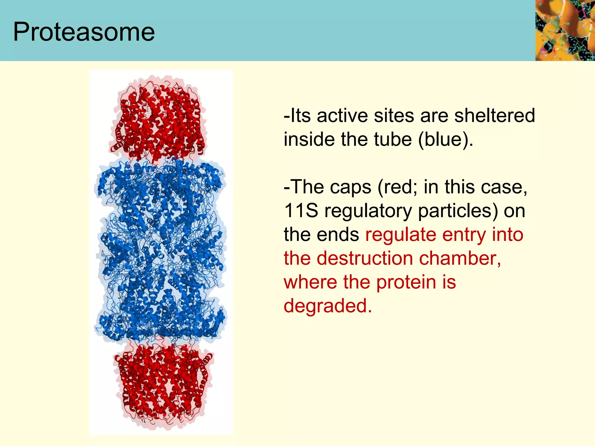 Proteasome
-Its active sites are sheltered
inside the tube (blue).
-The caps (red; in this case,
11S regulatory particles) on
the ends regulate entry into
the destruction chamber,
where the protein is
degraded.
 