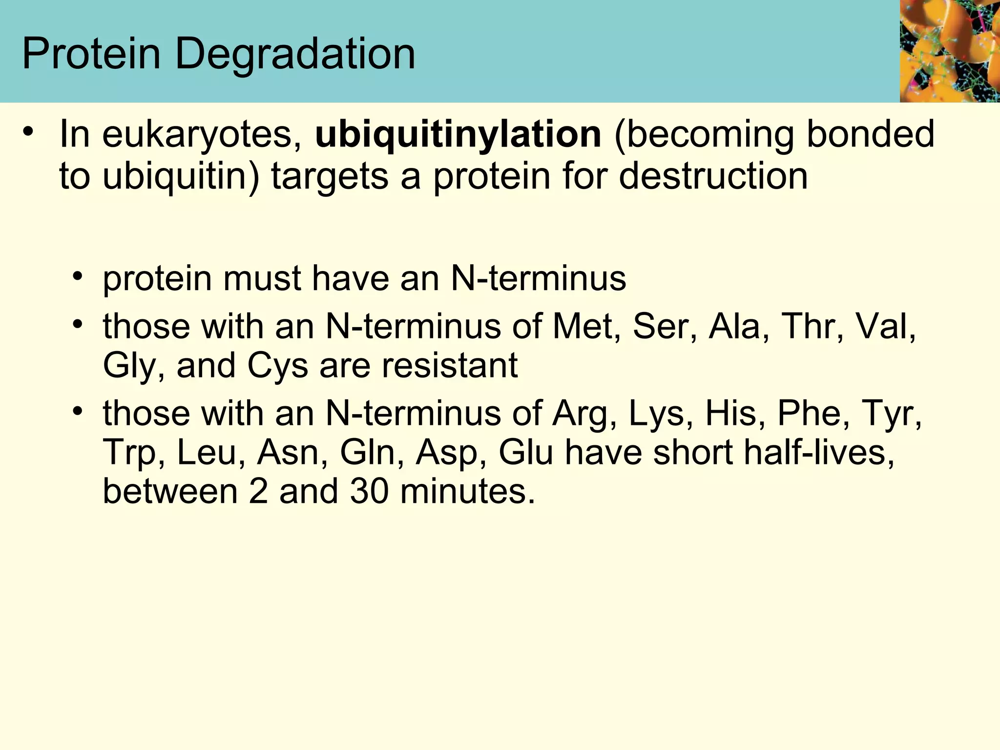 Protein Degradation
• In eukaryotes, ubiquitinylation (becoming bonded
to ubiquitin) targets a protein for destruction
• protein must have an N-terminus
• those with an N-terminus of Met, Ser, Ala, Thr, Val,
Gly, and Cys are resistant
• those with an N-terminus of Arg, Lys, His, Phe, Tyr,
Trp, Leu, Asn, Gln, Asp, Glu have short half-lives,
between 2 and 30 minutes.
 