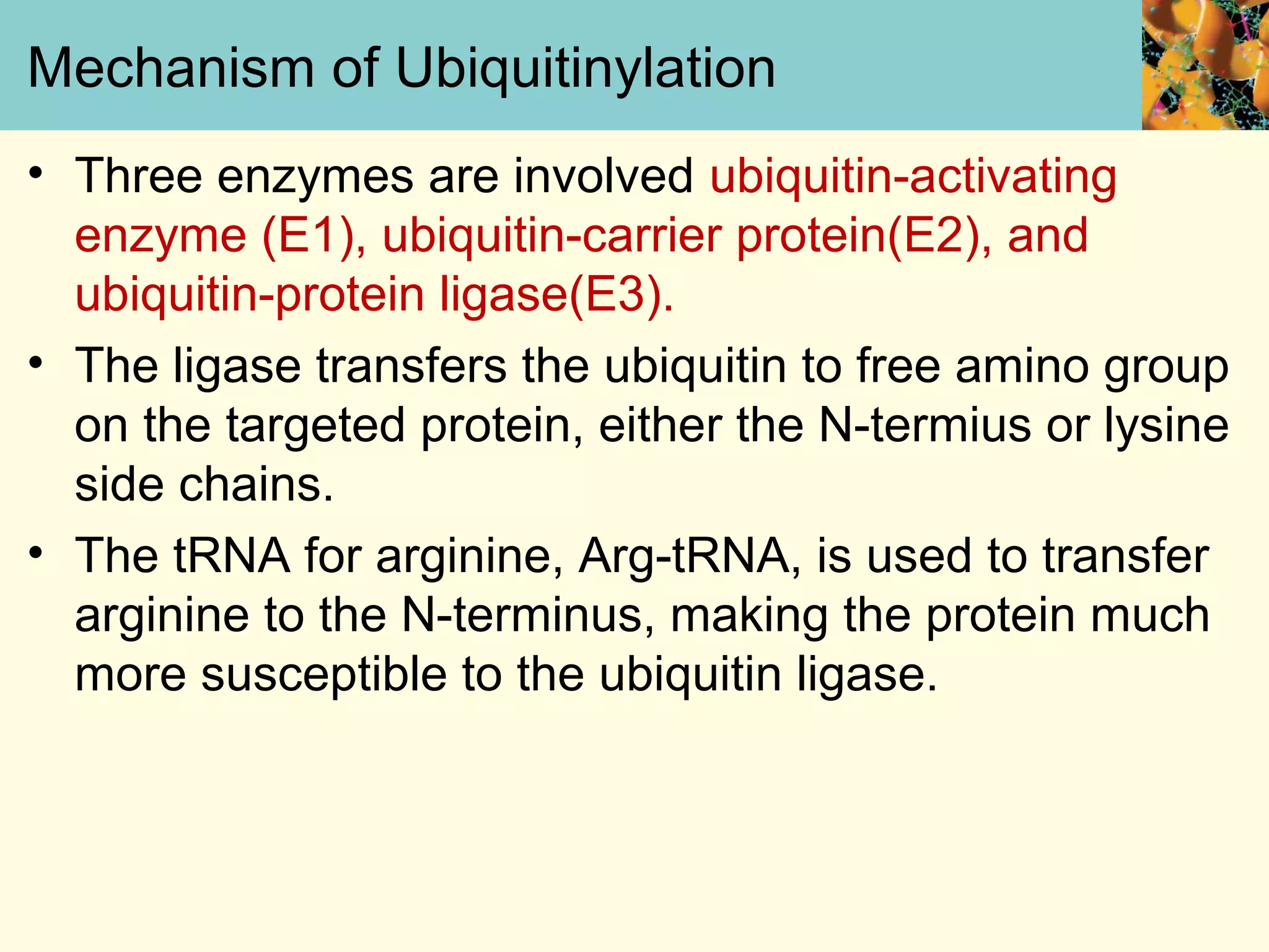 Mechanism of Ubiquitinylation
• Three enzymes are involved ubiquitin-activating
enzyme (E1), ubiquitin-carrier protein(E2), and
ubiquitin-protein ligase(E3).
• The ligase transfers the ubiquitin to free amino group
on the targeted protein, either the N-termius or lysine
side chains.
• The tRNA for arginine, Arg-tRNA, is used to transfer
arginine to the N-terminus, making the protein much
more susceptible to the ubiquitin ligase.
 