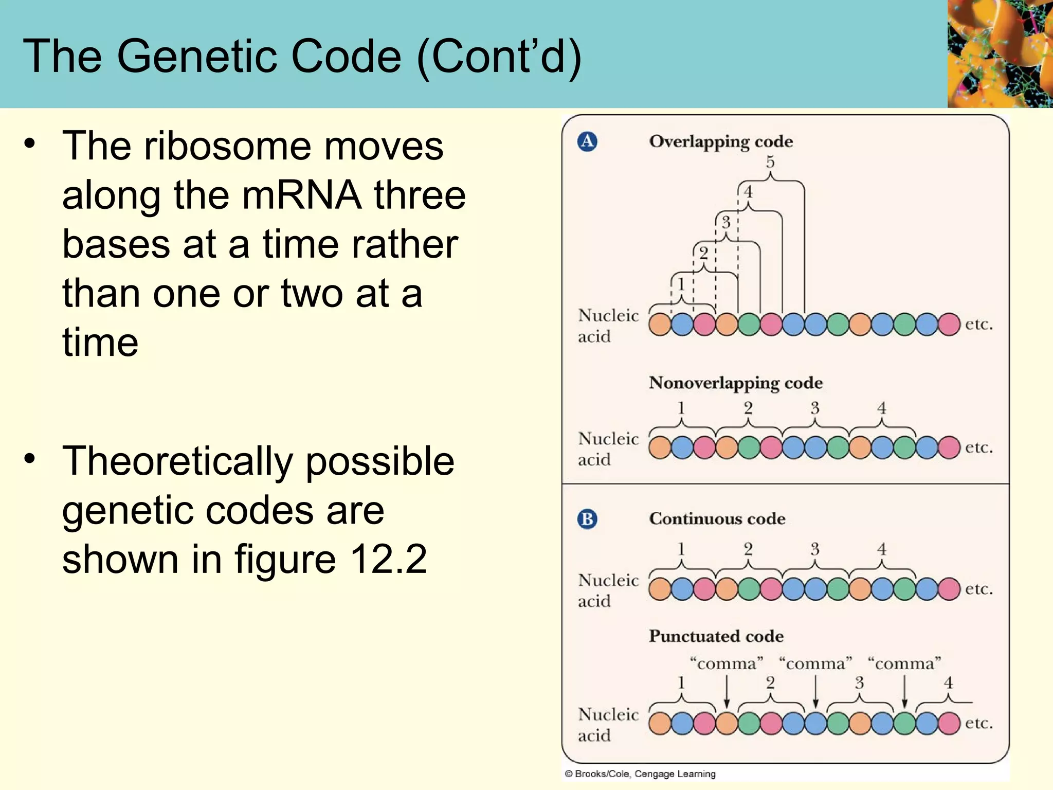 The Genetic Code (Cont’d)
• The ribosome moves
along the mRNA three
bases at a time rather
than one or two at a
time
• Theoretically possible
genetic codes are
shown in figure 12.2
 