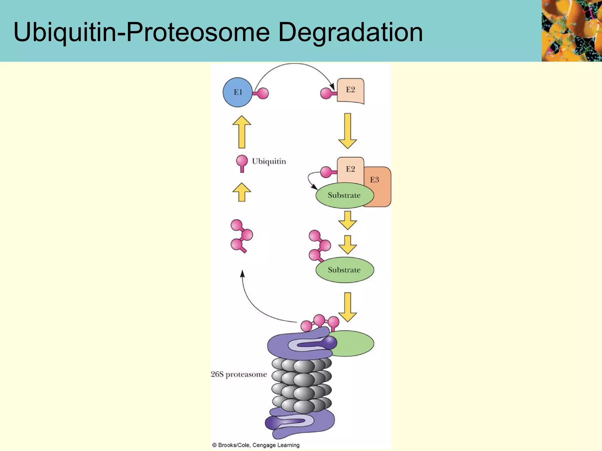 Ubiquitin-Proteosome Degradation
 