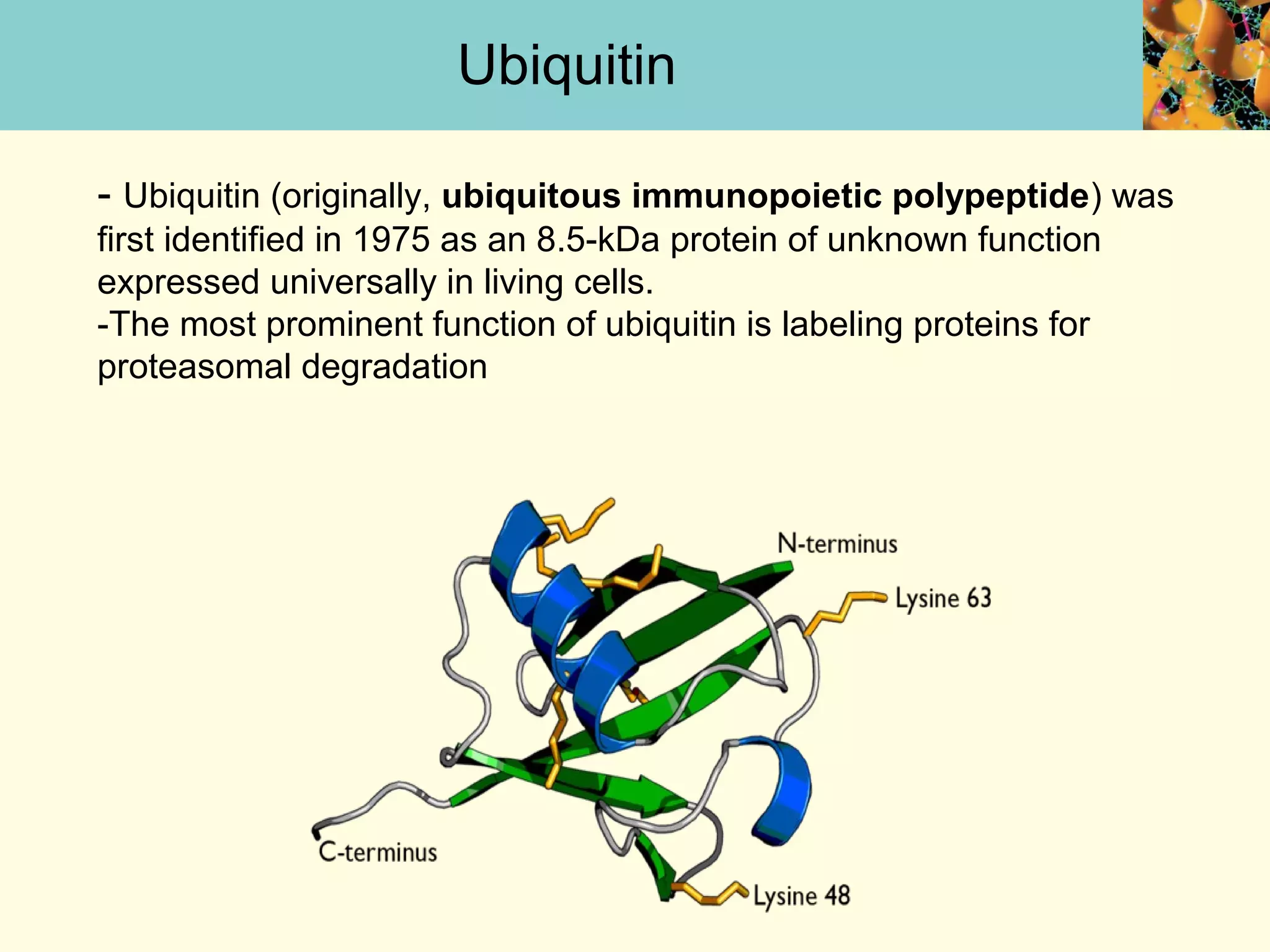 Ubiquitin
- Ubiquitin (originally, ubiquitous immunopoietic polypeptide) was
first identified in 1975 as an 8.5-kDa protein of unknown function
expressed universally in living cells.
-The most prominent function of ubiquitin is labeling proteins for
proteasomal degradation
 