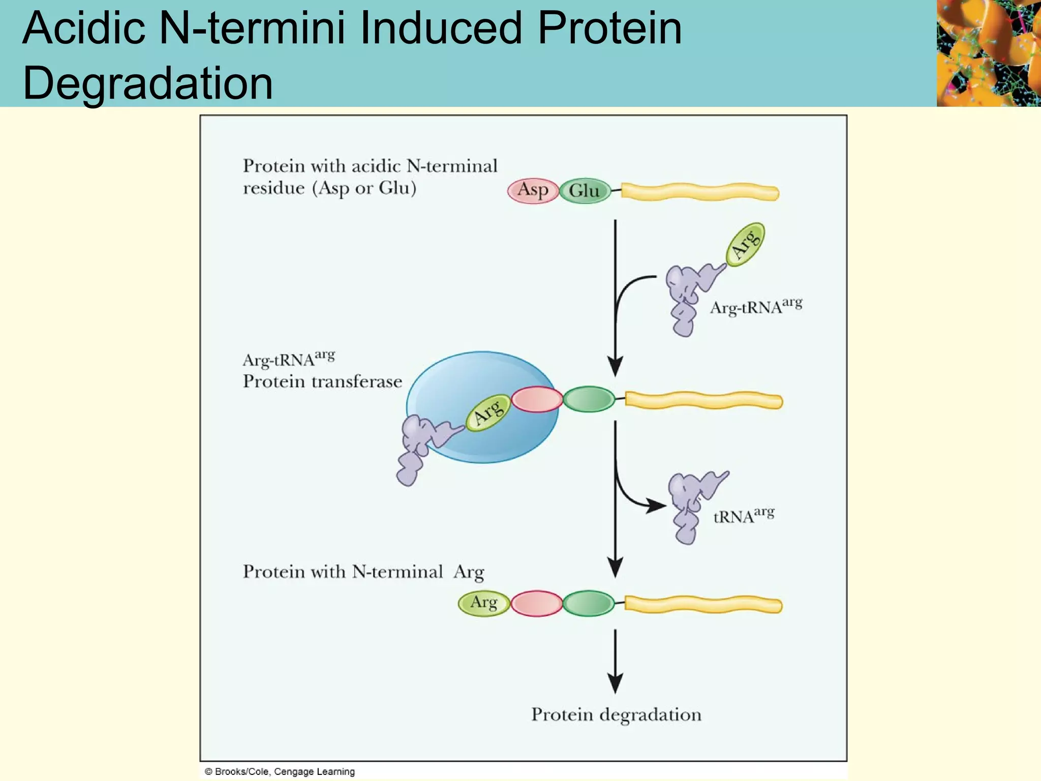 Acidic N-termini Induced Protein
Degradation
 