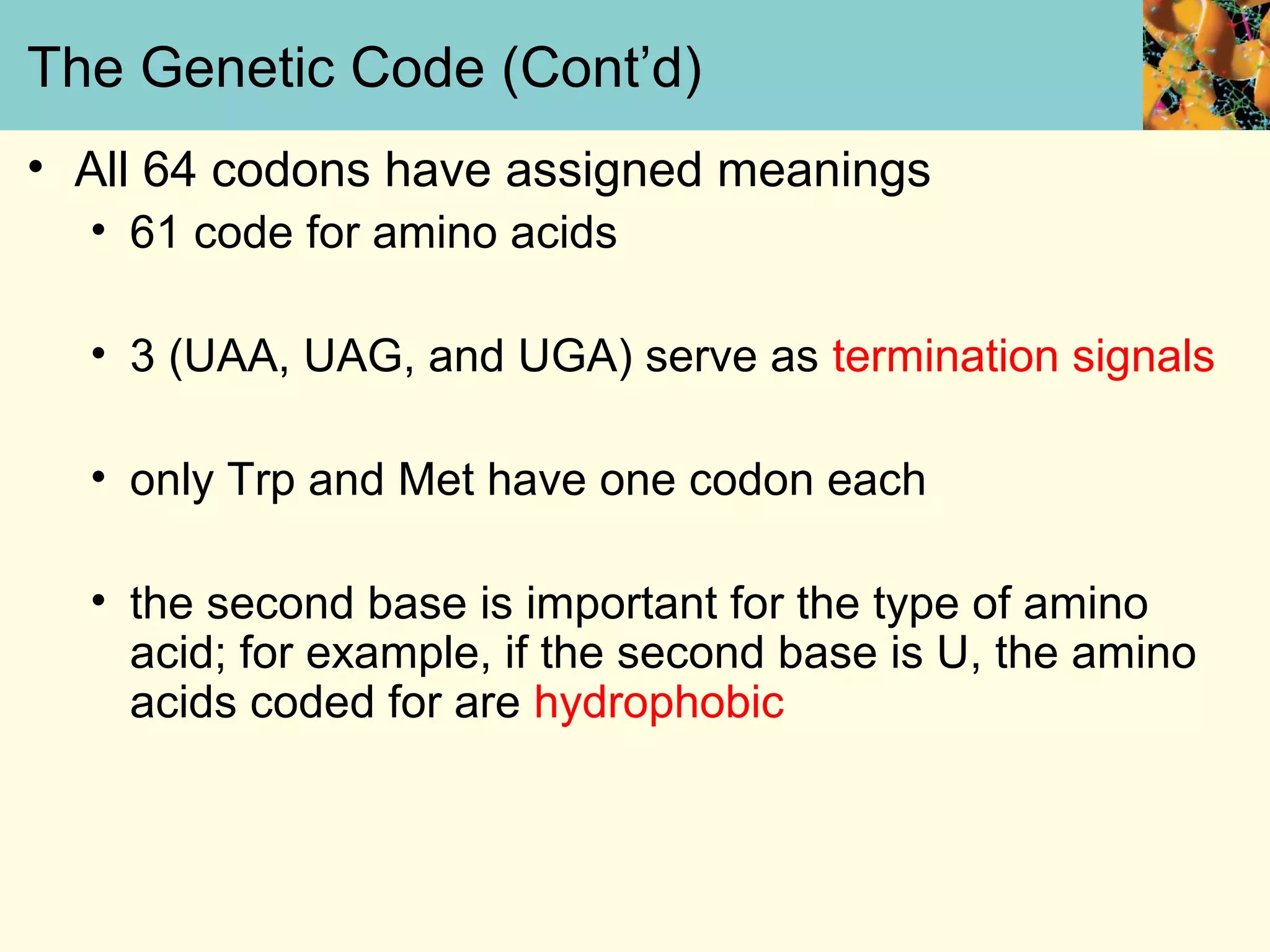 The Genetic Code (Cont’d)
• All 64 codons have assigned meanings
• 61 code for amino acids
• 3 (UAA, UAG, and UGA) serve as termination signals
• only Trp and Met have one codon each
• the second base is important for the type of amino
acid; for example, if the second base is U, the amino
acids coded for are hydrophobic
 