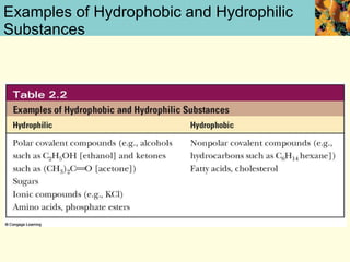 Examples of Hydrophobic and Hydrophilic Substances 