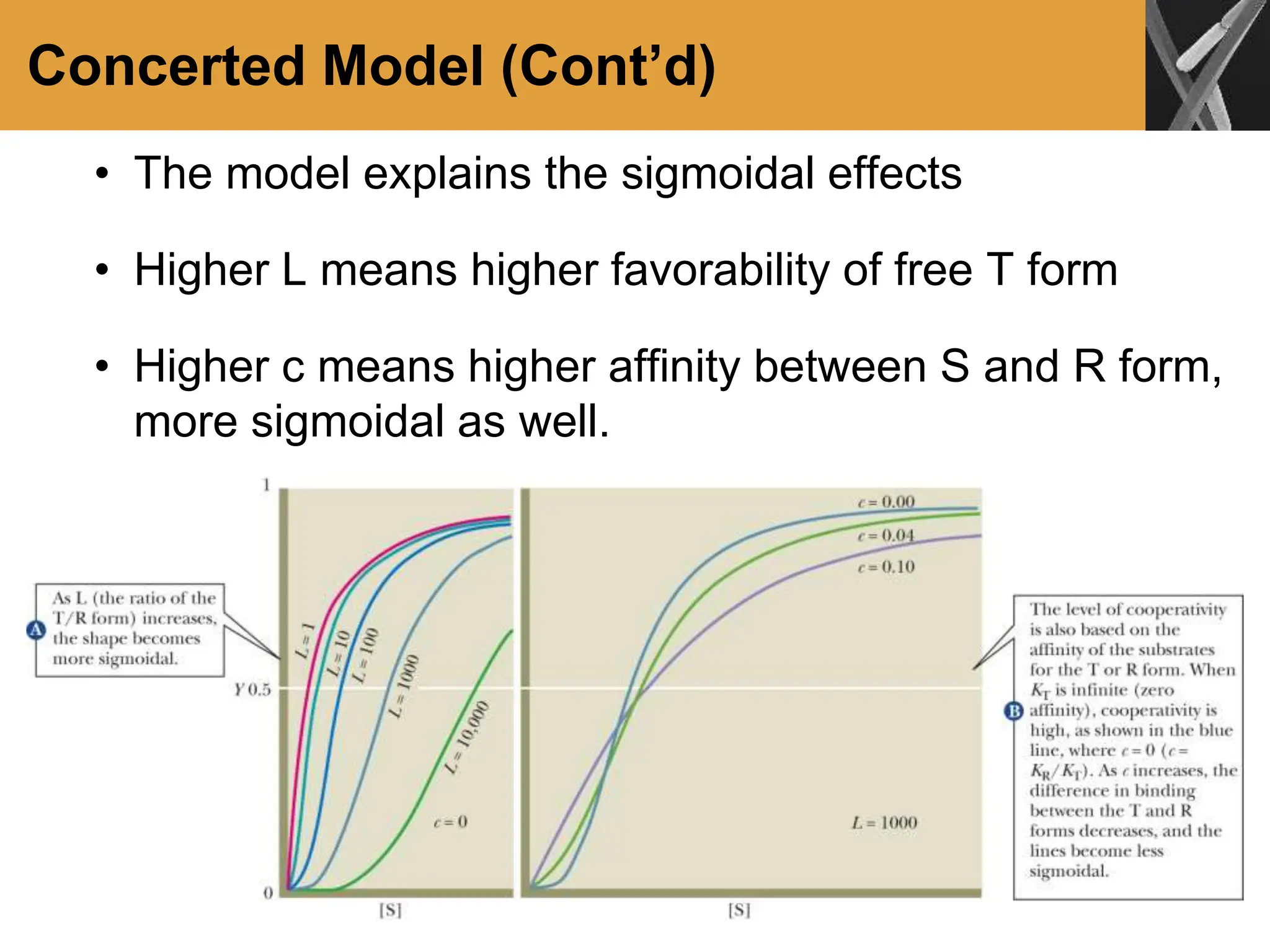 Concerted Model (Cont’d)
• The model explains the sigmoidal effects
• Higher L means higher favorability of free T form
• Higher c means higher affinity between S and R form,
more sigmoidal as well.
 