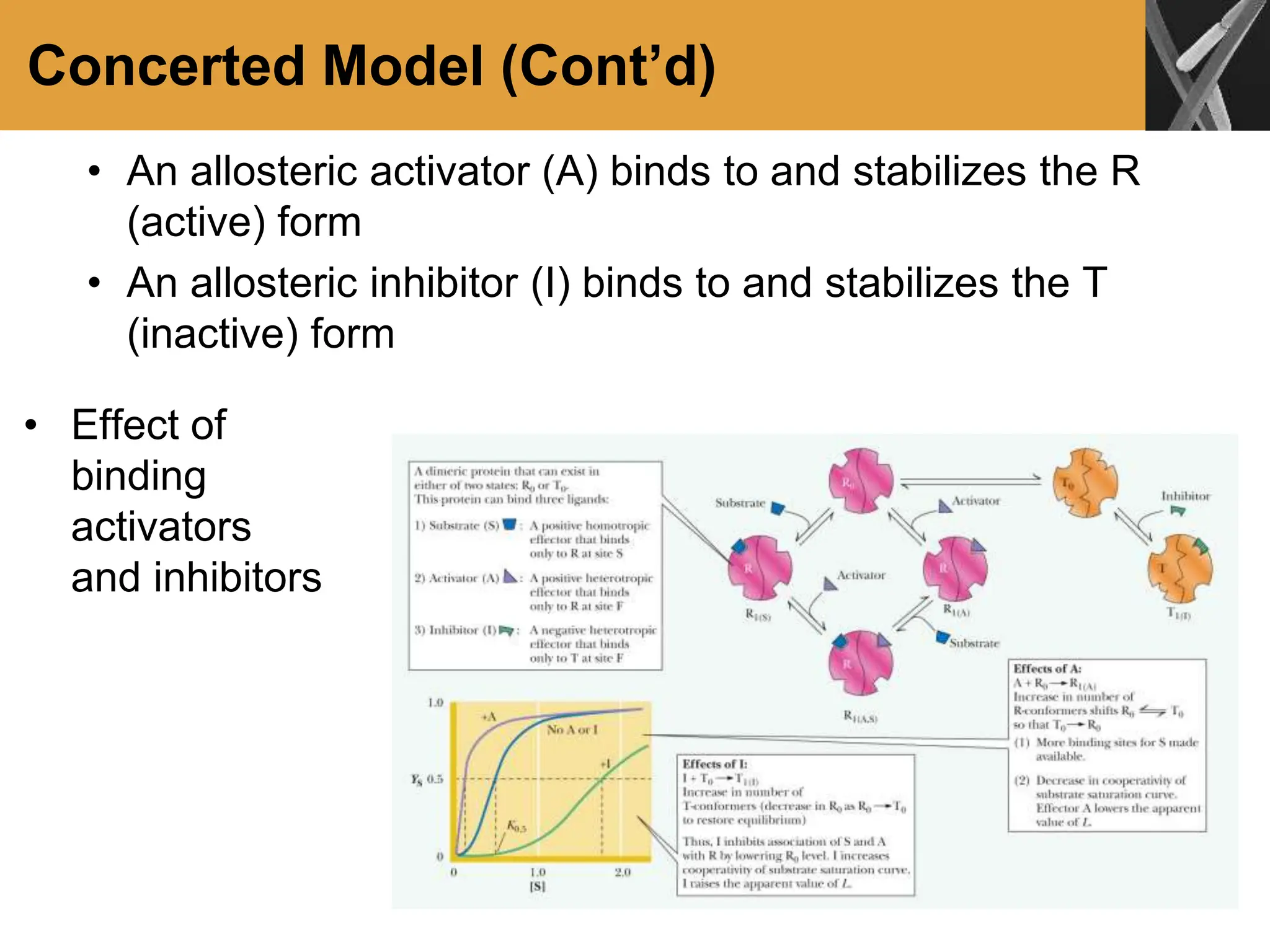 Concerted Model (Cont’d)
• An allosteric activator (A) binds to and stabilizes the R
(active) form
• An allosteric inhibitor (I) binds to and stabilizes the T
(inactive) form
• Effect of
binding
activators
and inhibitors
 