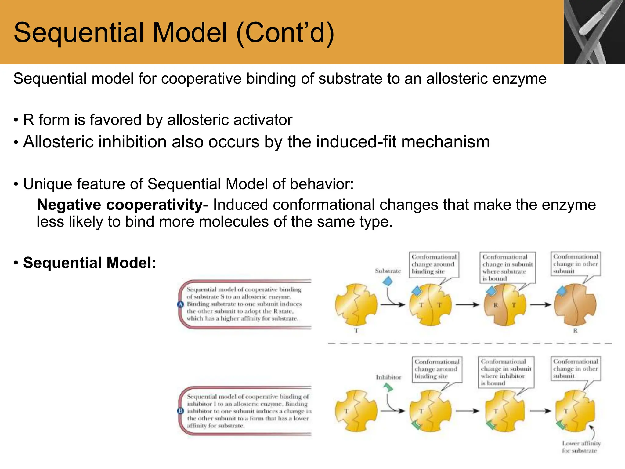 Sequential Model (Cont’d)
Sequential model for cooperative binding of substrate to an allosteric enzyme
• R form is favored by allosteric activator
• Allosteric inhibition also occurs by the induced-fit mechanism
• Unique feature of Sequential Model of behavior:
Negative cooperativity- Induced conformational changes that make the enzyme
less likely to bind more molecules of the same type.
• Sequential Model:
 