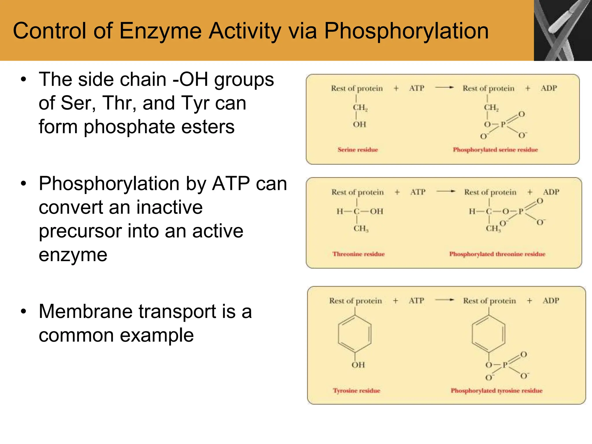 Control of Enzyme Activity via Phosphorylation
• The side chain -OH groups
of Ser, Thr, and Tyr can
form phosphate esters
• Phosphorylation by ATP can
convert an inactive
precursor into an active
enzyme
• Membrane transport is a
common example
 