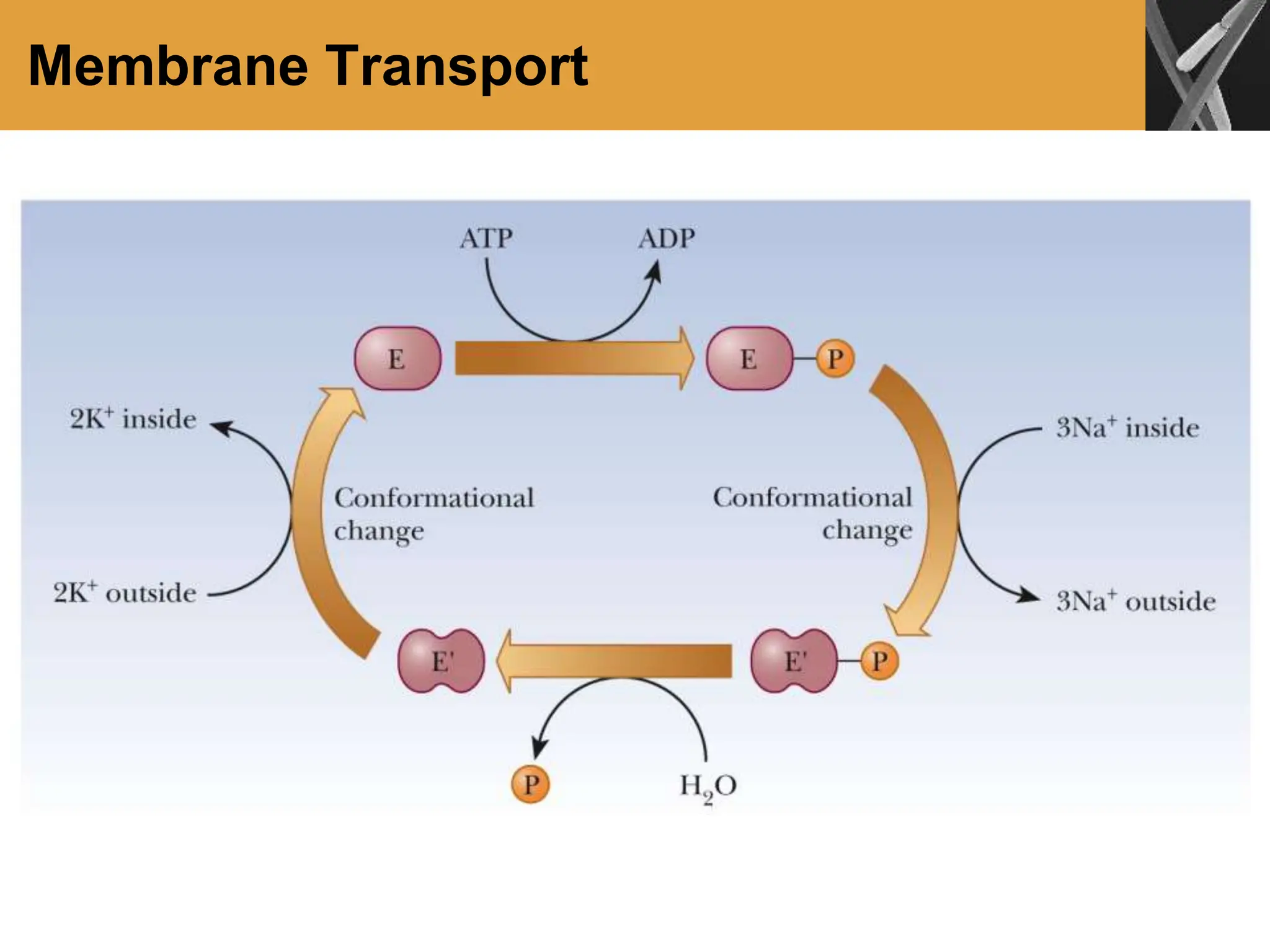 Membrane Transport
 