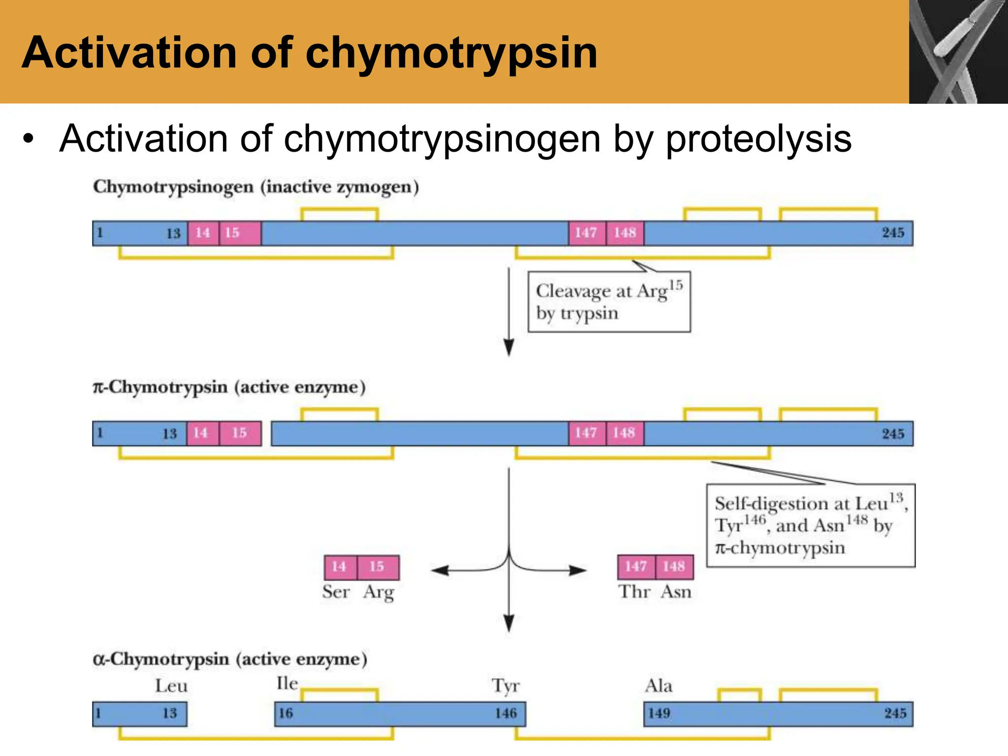 Activation of chymotrypsin
• Activation of chymotrypsinogen by proteolysis
 