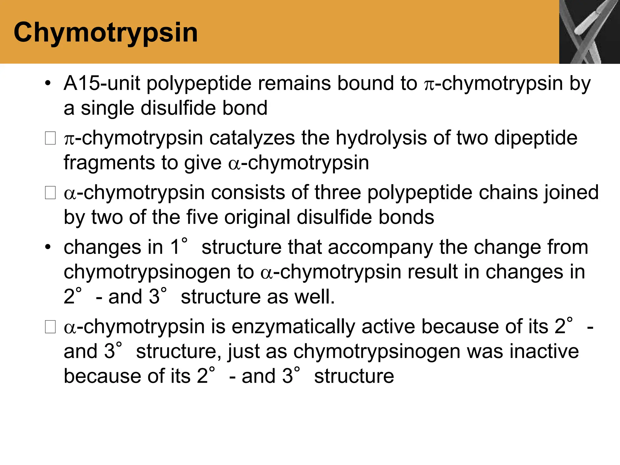 Chymotrypsin
• A15-unit polypeptide remains bound to -chymotrypsin by
a single disulfide bond
 -chymotrypsin catalyzes the hydrolysis of two dipeptide
fragments to give -chymotrypsin
 -chymotrypsin consists of three polypeptide chains joined
by two of the five original disulfide bonds
• changes in 1°structure that accompany the change from
chymotrypsinogen to -chymotrypsin result in changes in
2°- and 3°structure as well.
 -chymotrypsin is enzymatically active because of its 2°-
and 3°structure, just as chymotrypsinogen was inactive
because of its 2°- and 3°structure
 