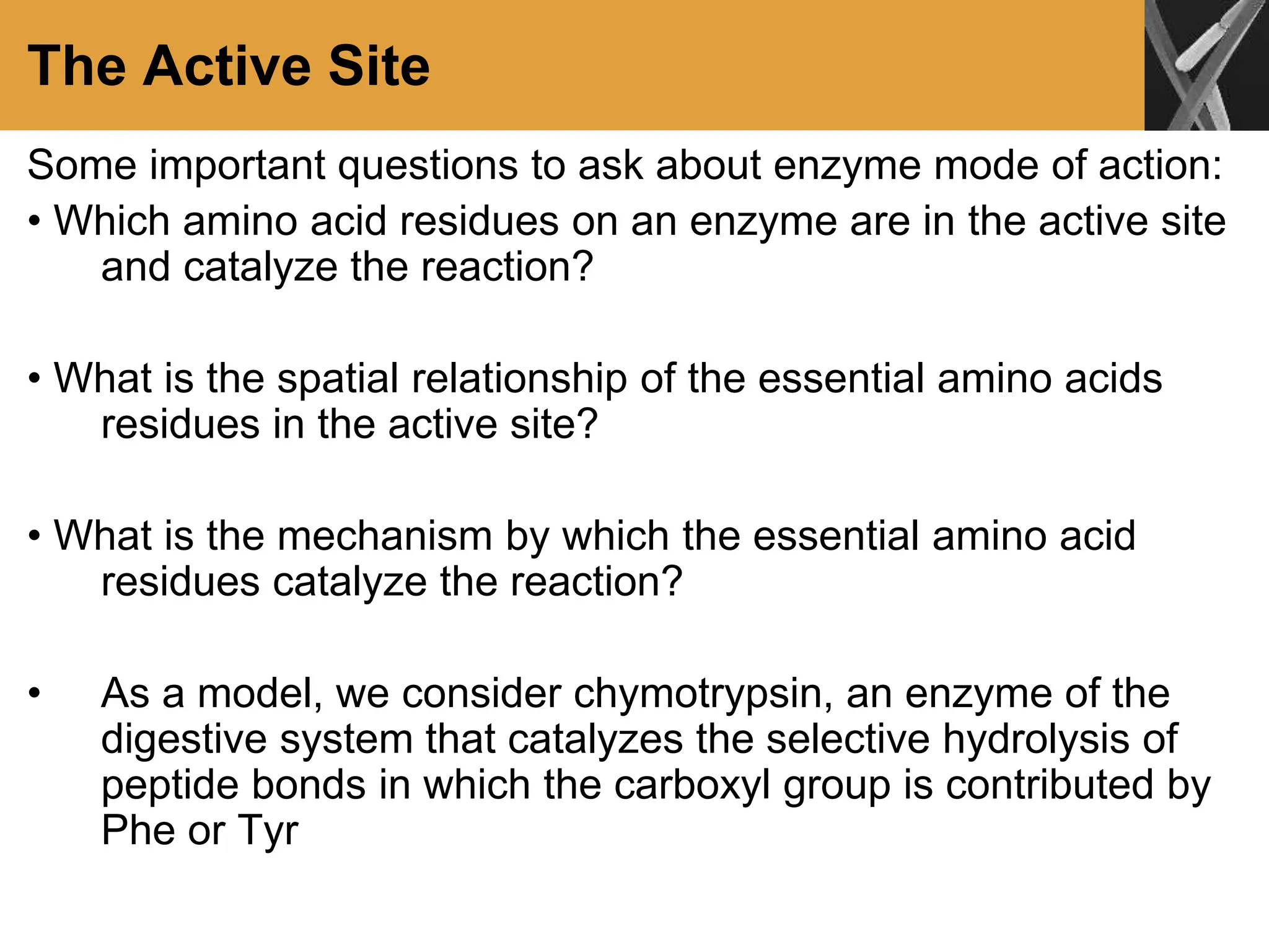 The Active Site
Some important questions to ask about enzyme mode of action:
• Which amino acid residues on an enzyme are in the active site
and catalyze the reaction?
• What is the spatial relationship of the essential amino acids
residues in the active site?
• What is the mechanism by which the essential amino acid
residues catalyze the reaction?
• As a model, we consider chymotrypsin, an enzyme of the
digestive system that catalyzes the selective hydrolysis of
peptide bonds in which the carboxyl group is contributed by
Phe or Tyr
 