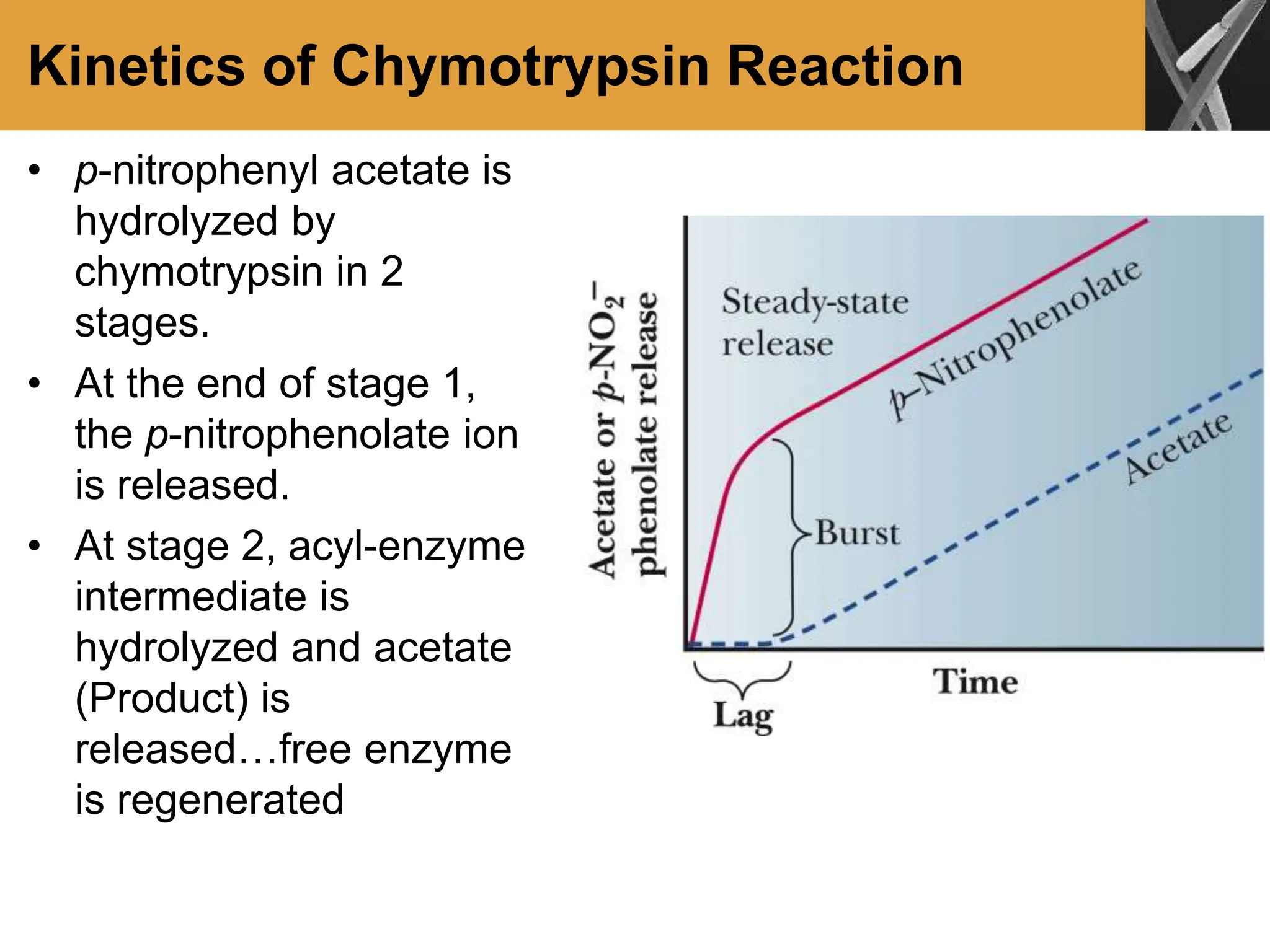Kinetics of Chymotrypsin Reaction
• p-nitrophenyl acetate is
hydrolyzed by
chymotrypsin in 2
stages.
• At the end of stage 1,
the p-nitrophenolate ion
is released.
• At stage 2, acyl-enzyme
intermediate is
hydrolyzed and acetate
(Product) is
released…free enzyme
is regenerated
 