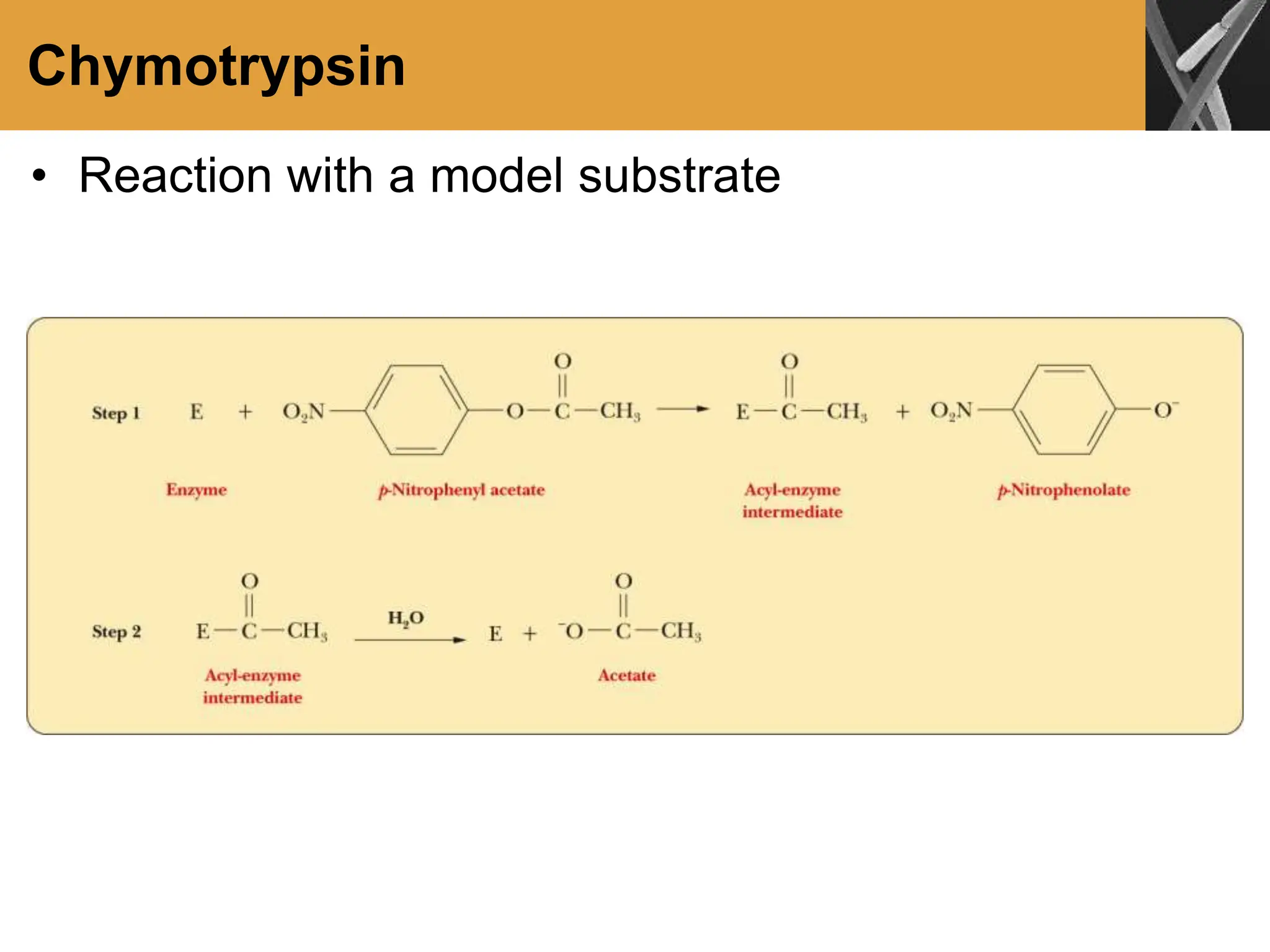 Chymotrypsin
• Reaction with a model substrate
 