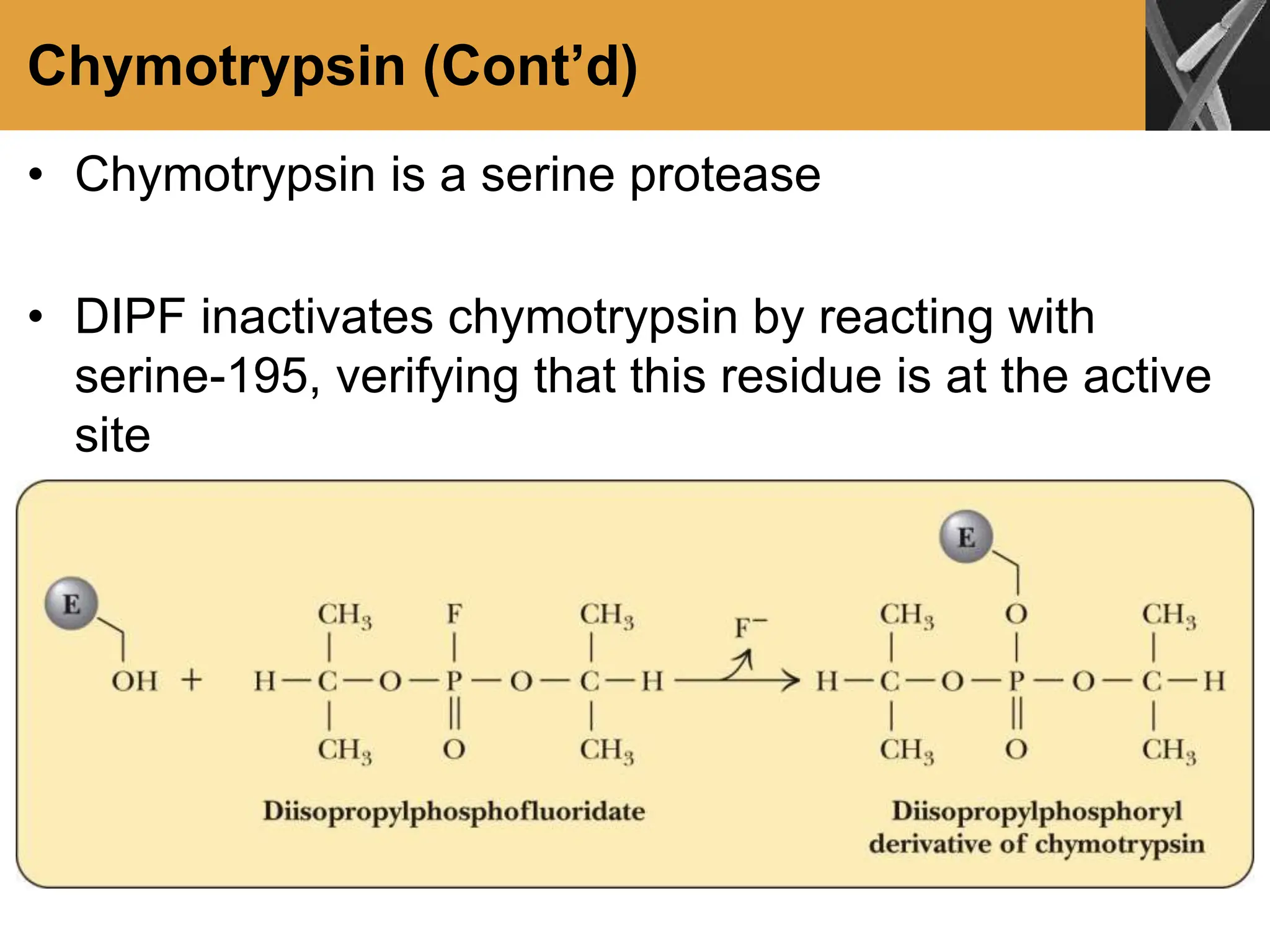 Chymotrypsin (Cont’d)
• Chymotrypsin is a serine protease
• DIPF inactivates chymotrypsin by reacting with
serine-195, verifying that this residue is at the active
site
 