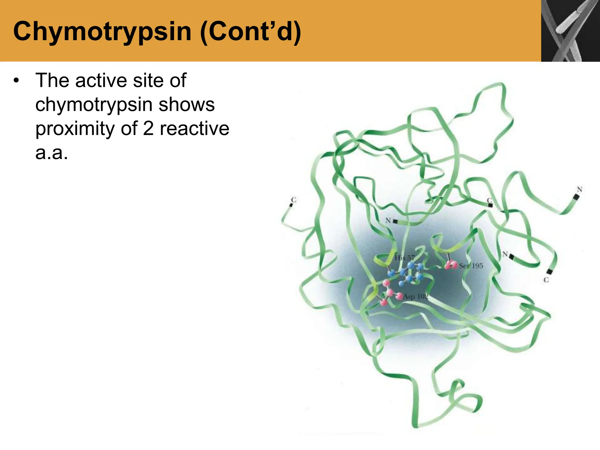 Chymotrypsin (Cont’d)
• The active site of
chymotrypsin shows
proximity of 2 reactive
a.a.
 
