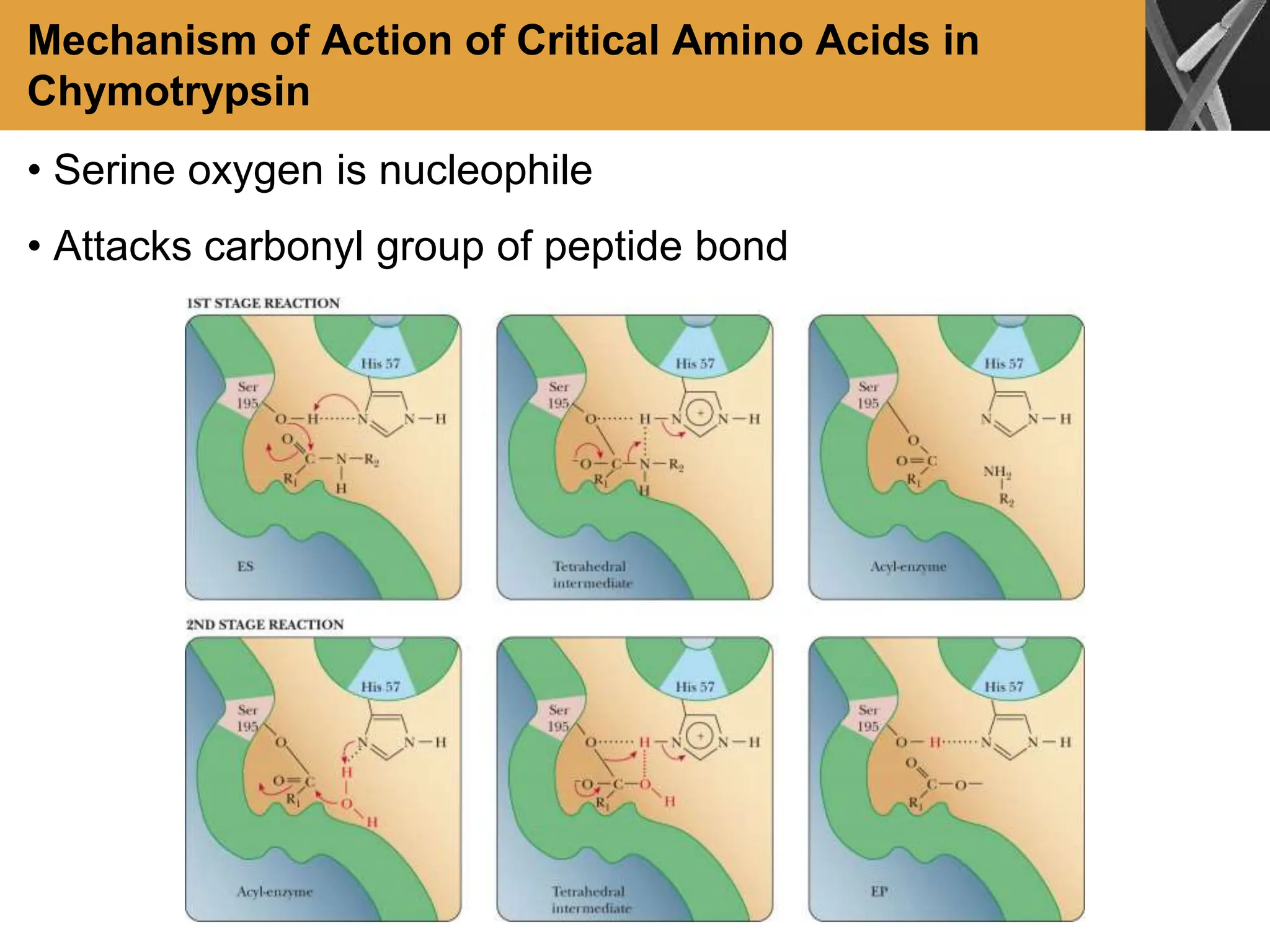 Mechanism of Action of Critical Amino Acids in
Chymotrypsin
• Serine oxygen is nucleophile
• Attacks carbonyl group of peptide bond
 
