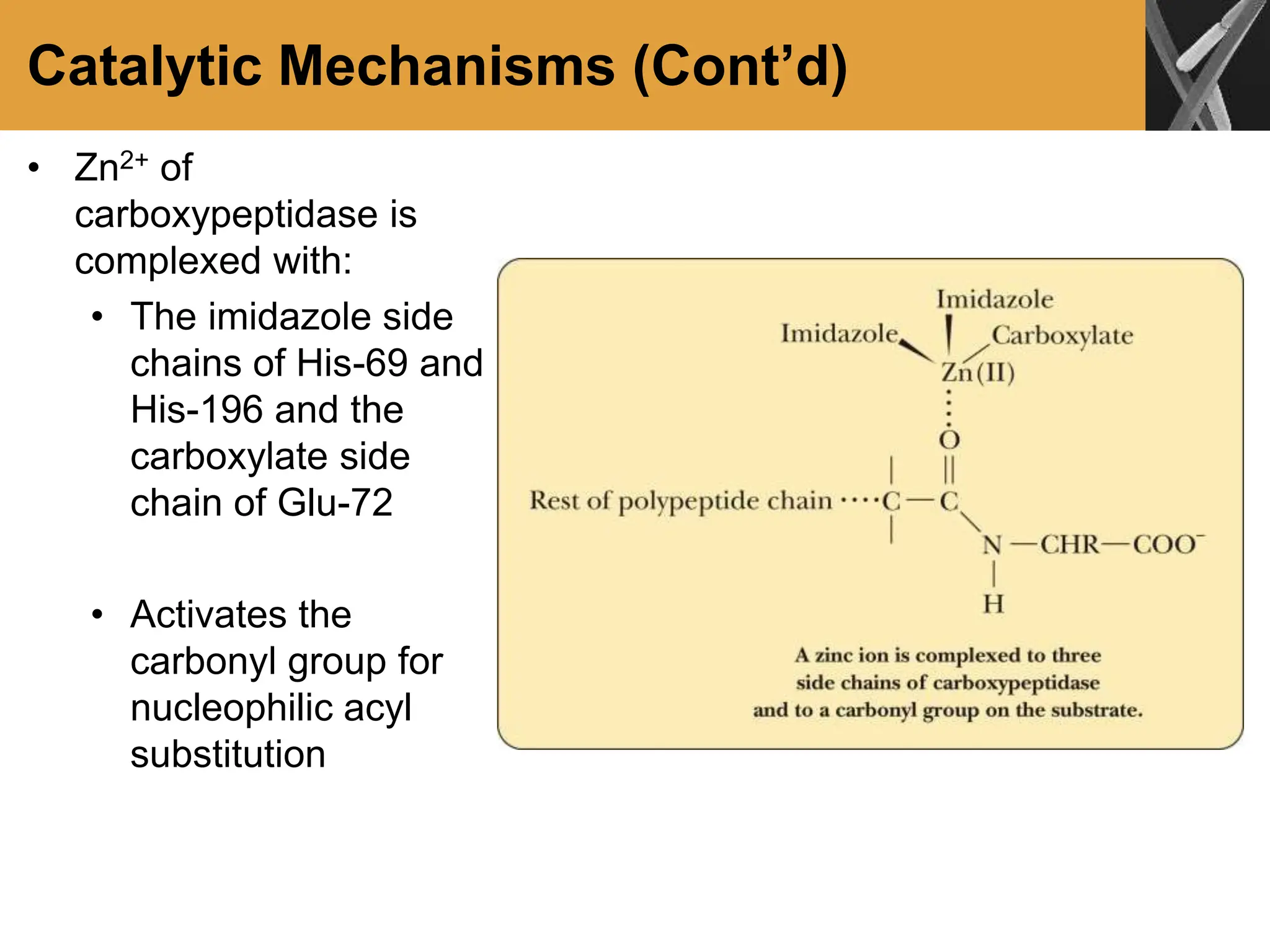 Catalytic Mechanisms (Cont’d)
• Zn2+ of
carboxypeptidase is
complexed with:
• The imidazole side
chains of His-69 and
His-196 and the
carboxylate side
chain of Glu-72
• Activates the
carbonyl group for
nucleophilic acyl
substitution
 