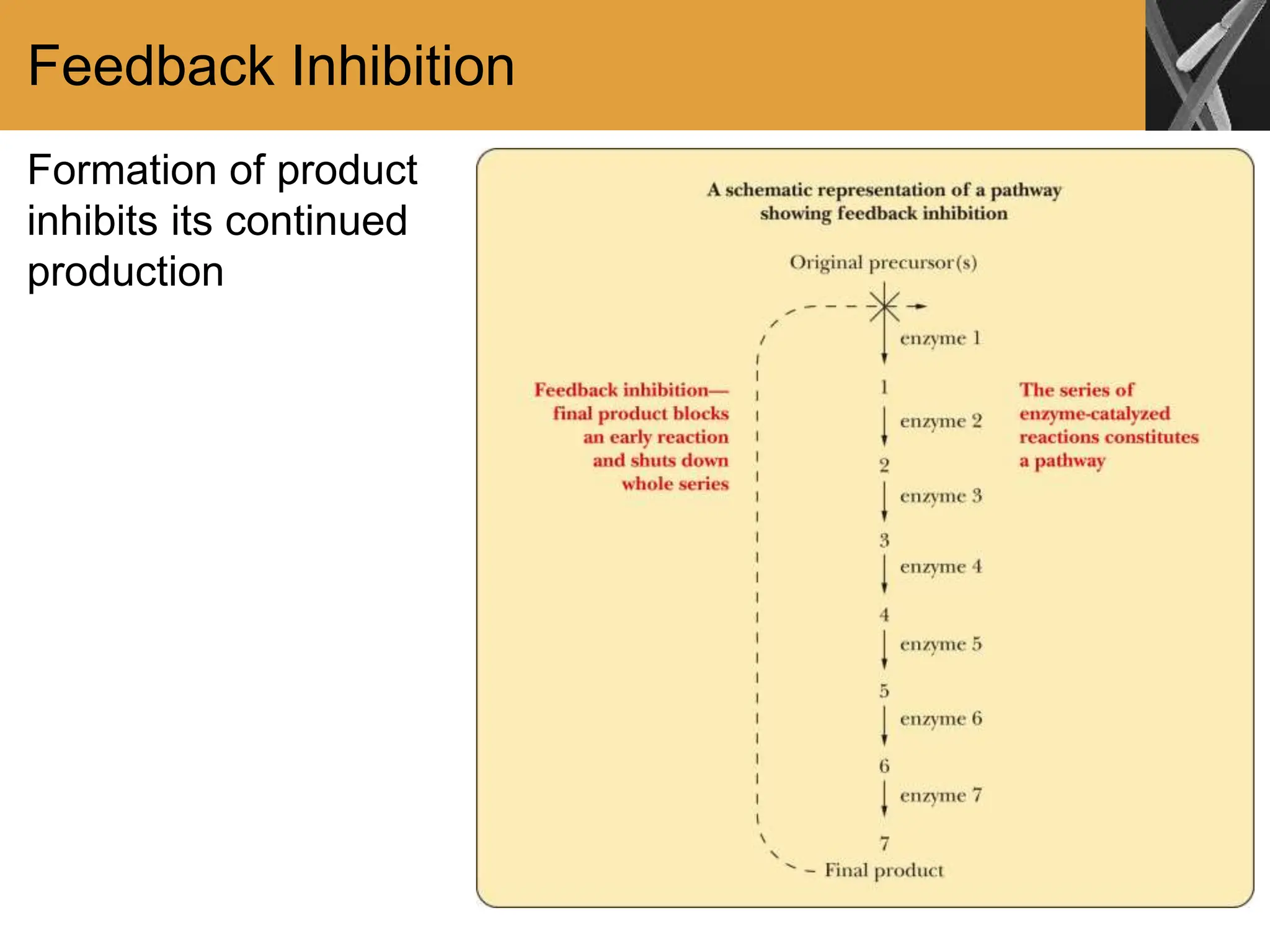 Feedback Inhibition
Formation of product
inhibits its continued
production
 
