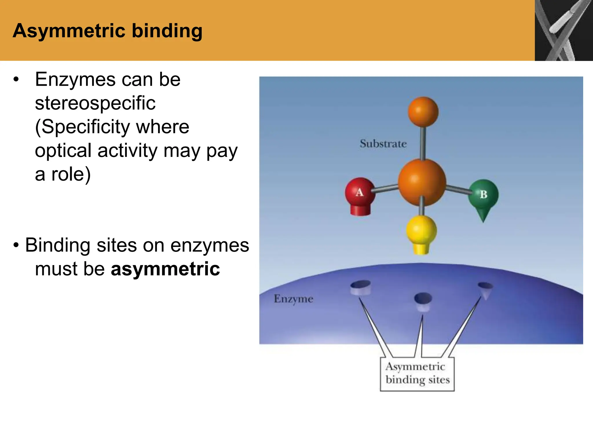 Asymmetric binding
• Enzymes can be
stereospecific
(Specificity where
optical activity may pay
a role)
• Binding sites on enzymes
must be asymmetric
 