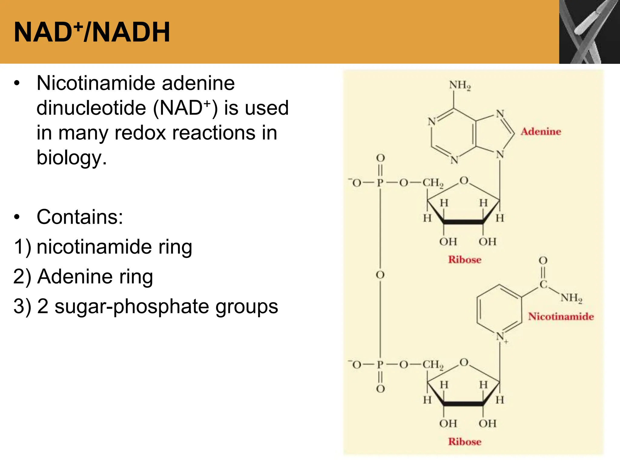 NAD+/NADH
• Nicotinamide adenine
dinucleotide (NAD+) is used
in many redox reactions in
biology.
• Contains:
1) nicotinamide ring
2) Adenine ring
3) 2 sugar-phosphate groups
 