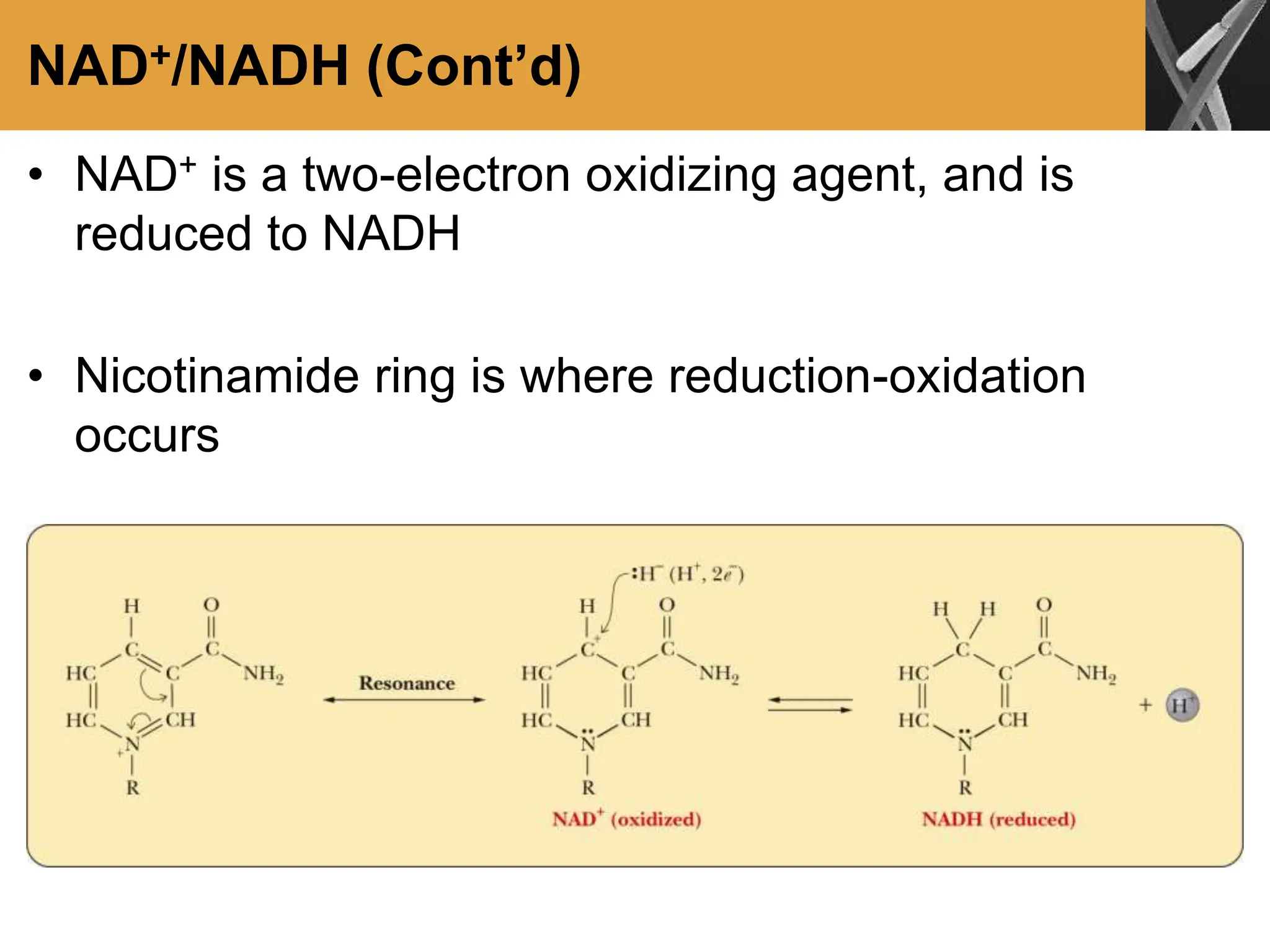 NAD+/NADH (Cont’d)
• NAD+ is a two-electron oxidizing agent, and is
reduced to NADH
• Nicotinamide ring is where reduction-oxidation
occurs
 