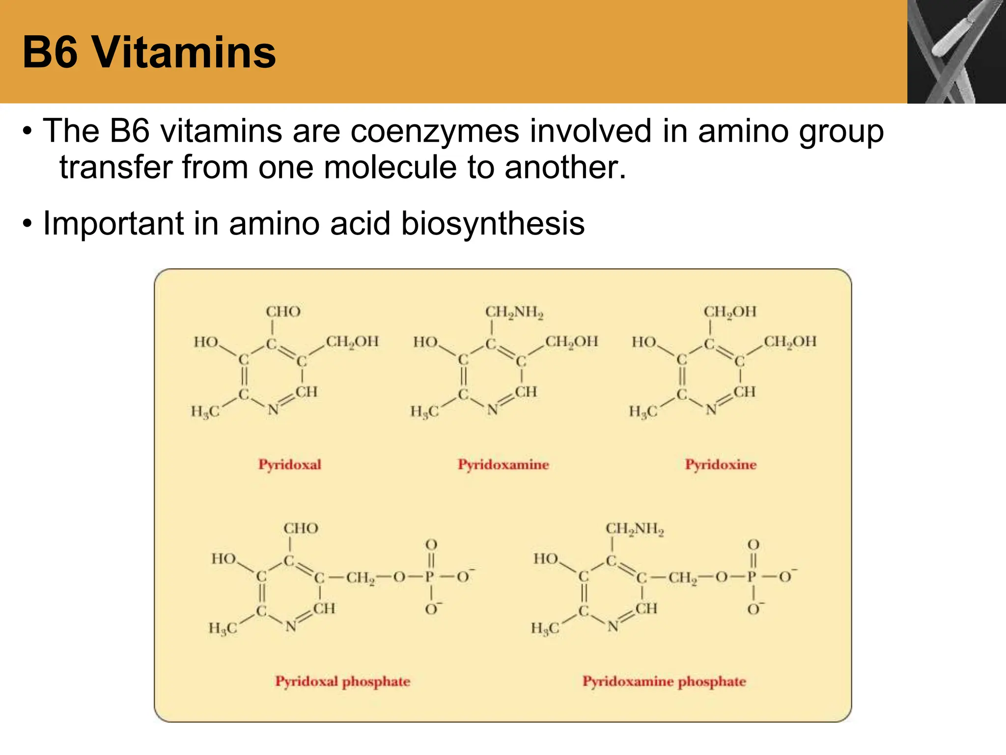 B6 Vitamins
• The B6 vitamins are coenzymes involved in amino group
transfer from one molecule to another.
• Important in amino acid biosynthesis
 