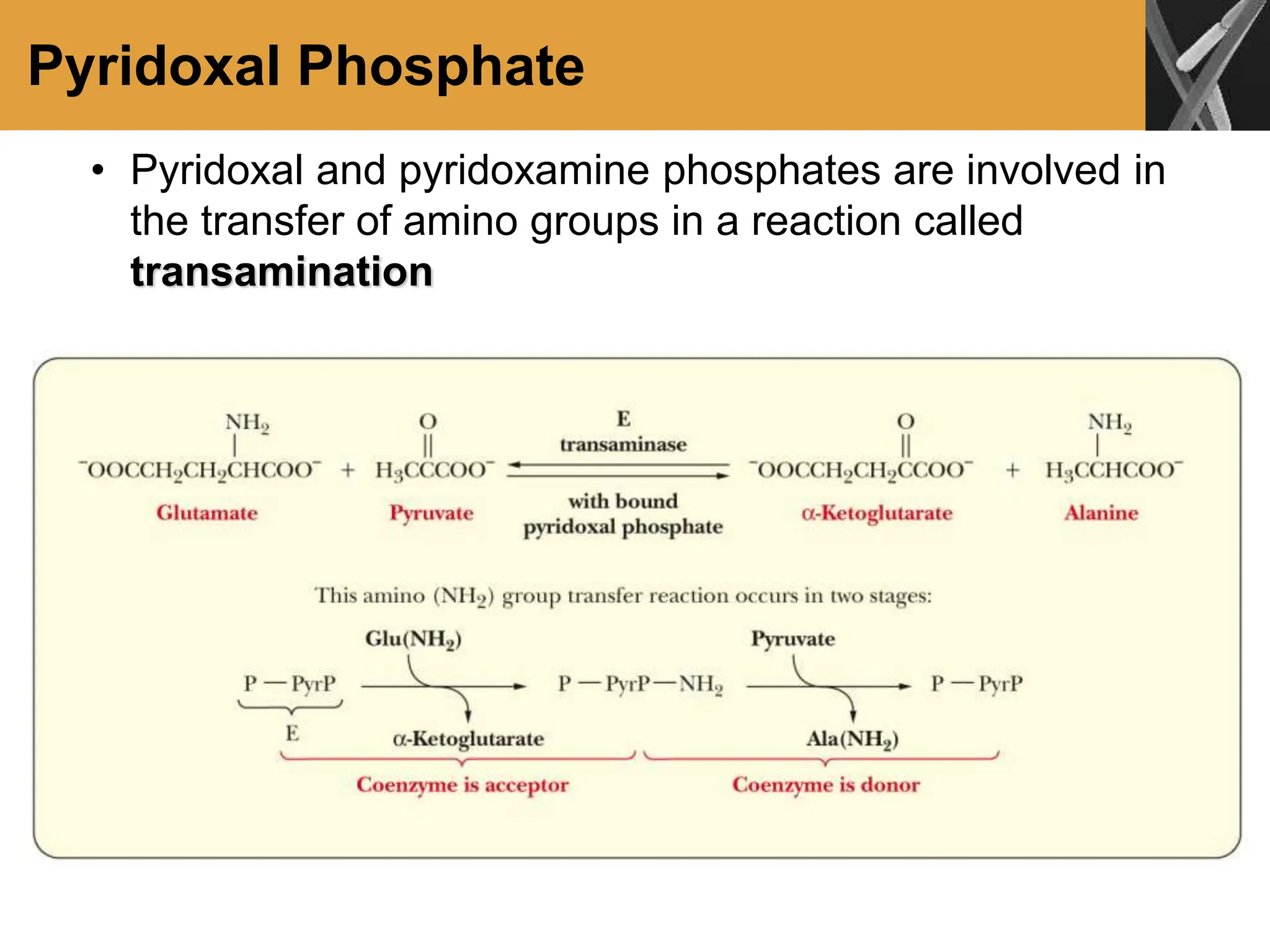 Pyridoxal Phosphate
• Pyridoxal and pyridoxamine phosphates are involved in
the transfer of amino groups in a reaction called
transamination
 