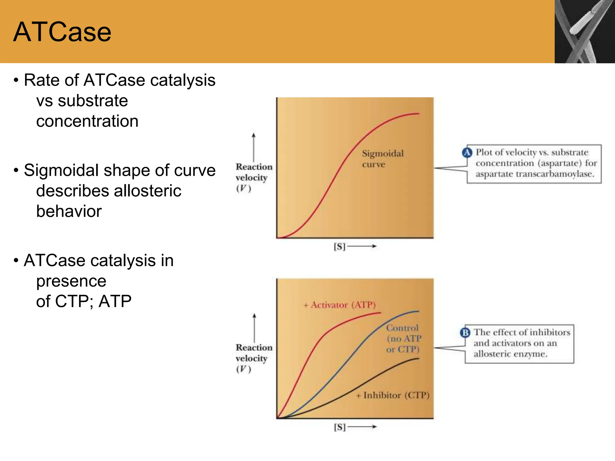 ATCase
• Rate of ATCase catalysis
vs substrate
concentration
• Sigmoidal shape of curve
describes allosteric
behavior
• ATCase catalysis in
presence
of CTP; ATP
 
