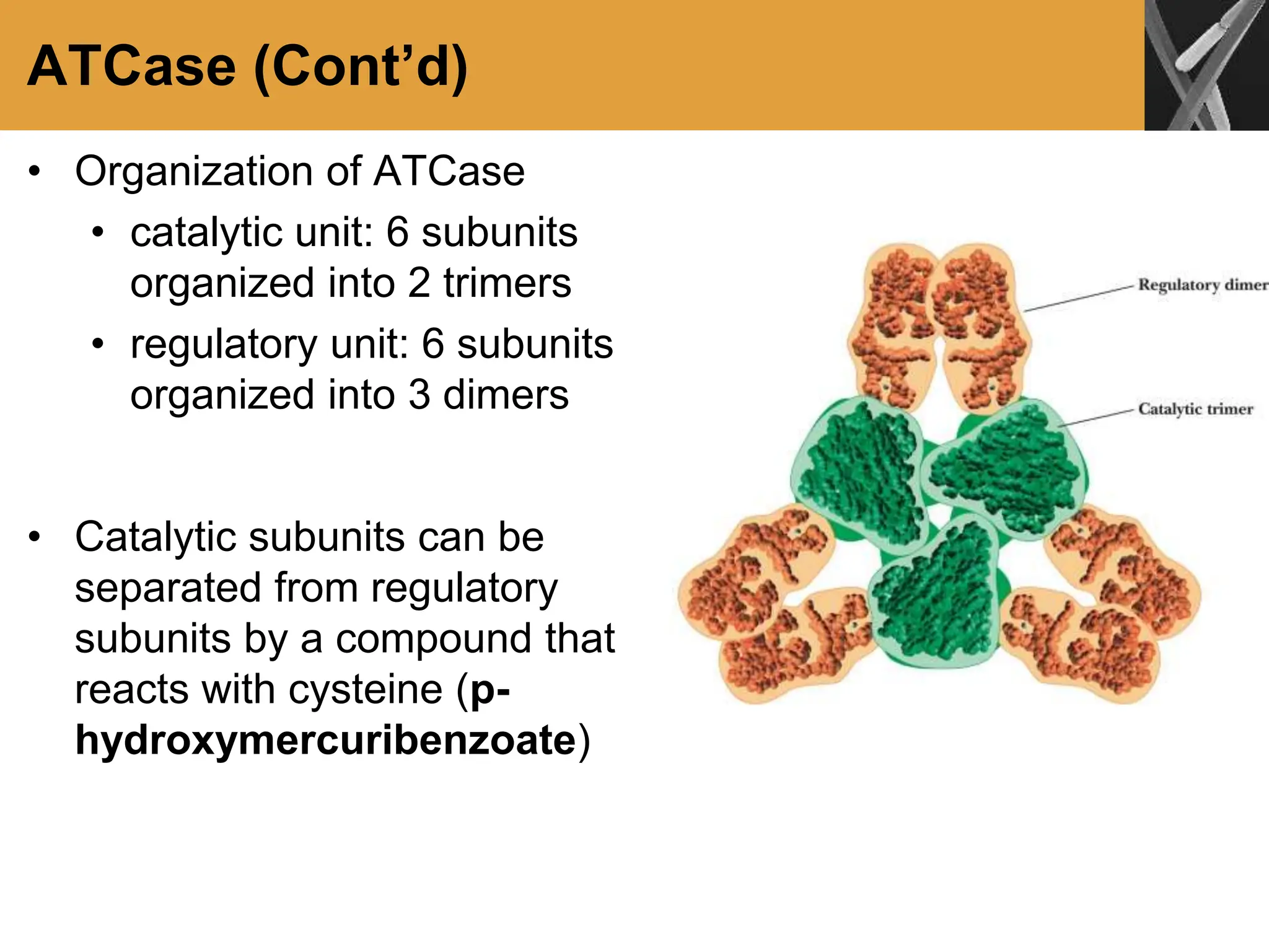 ATCase (Cont’d)
• Organization of ATCase
• catalytic unit: 6 subunits
organized into 2 trimers
• regulatory unit: 6 subunits
organized into 3 dimers
• Catalytic subunits can be
separated from regulatory
subunits by a compound that
reacts with cysteine (p-
hydroxymercuribenzoate)
 