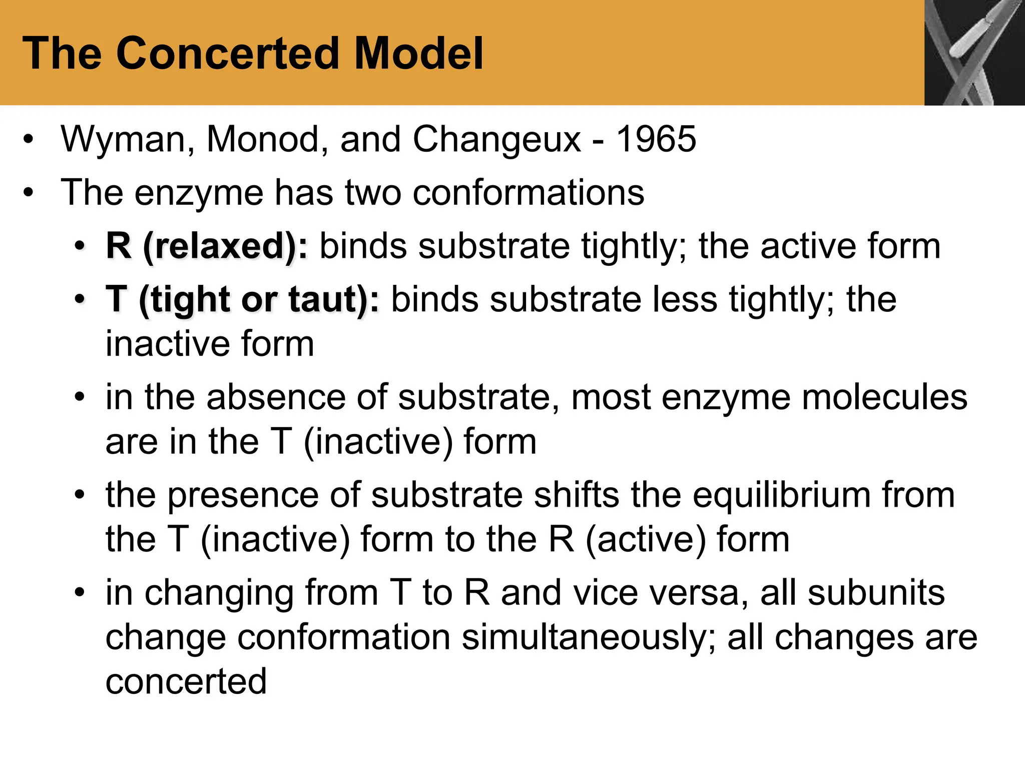 The Concerted Model
• Wyman, Monod, and Changeux - 1965
• The enzyme has two conformations
• R (relaxed): binds substrate tightly; the active form
• T (tight or taut): binds substrate less tightly; the
inactive form
• in the absence of substrate, most enzyme molecules
are in the T (inactive) form
• the presence of substrate shifts the equilibrium from
the T (inactive) form to the R (active) form
• in changing from T to R and vice versa, all subunits
change conformation simultaneously; all changes are
concerted
 