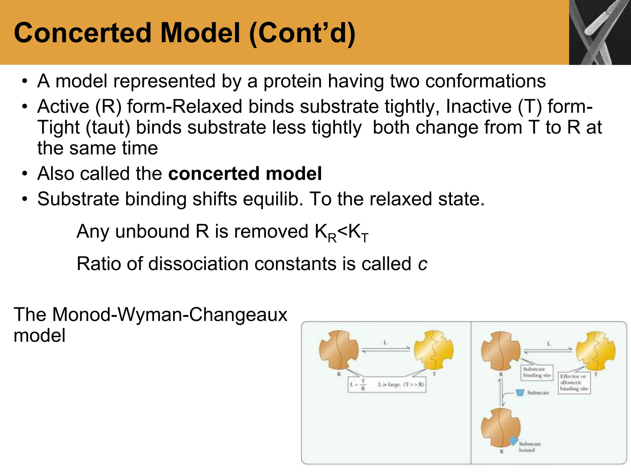 Concerted Model (Cont’d)
• A model represented by a protein having two conformations
• Active (R) form-Relaxed binds substrate tightly, Inactive (T) form-
Tight (taut) binds substrate less tightly both change from T to R at
the same time
• Also called the concerted model
• Substrate binding shifts equilib. To the relaxed state.
Any unbound R is removed KR<KT
Ratio of dissociation constants is called c
The Monod-Wyman-Changeaux
model
 