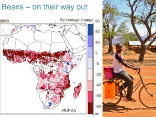 Beans – on their way out
Percentage change
RCP8.5
80
60
40
5
-5
-20
-40
-60
-80
2050
 