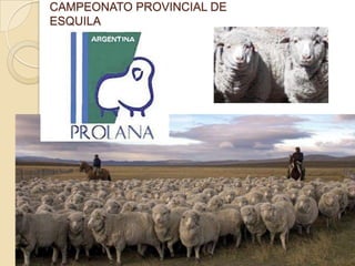 CAMPEONATO PROVINCIAL DE
ESQUILA
 