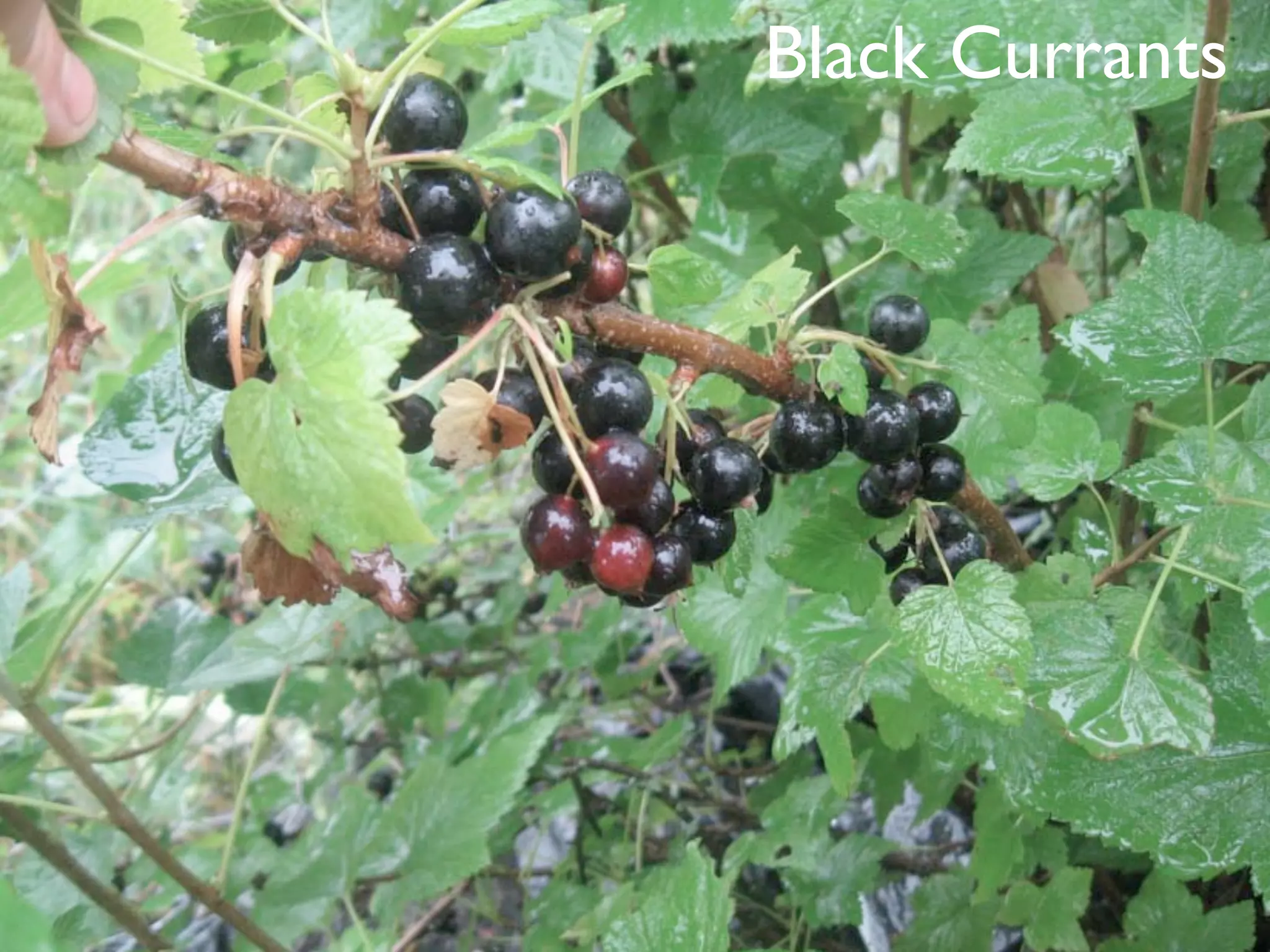 Black Currants