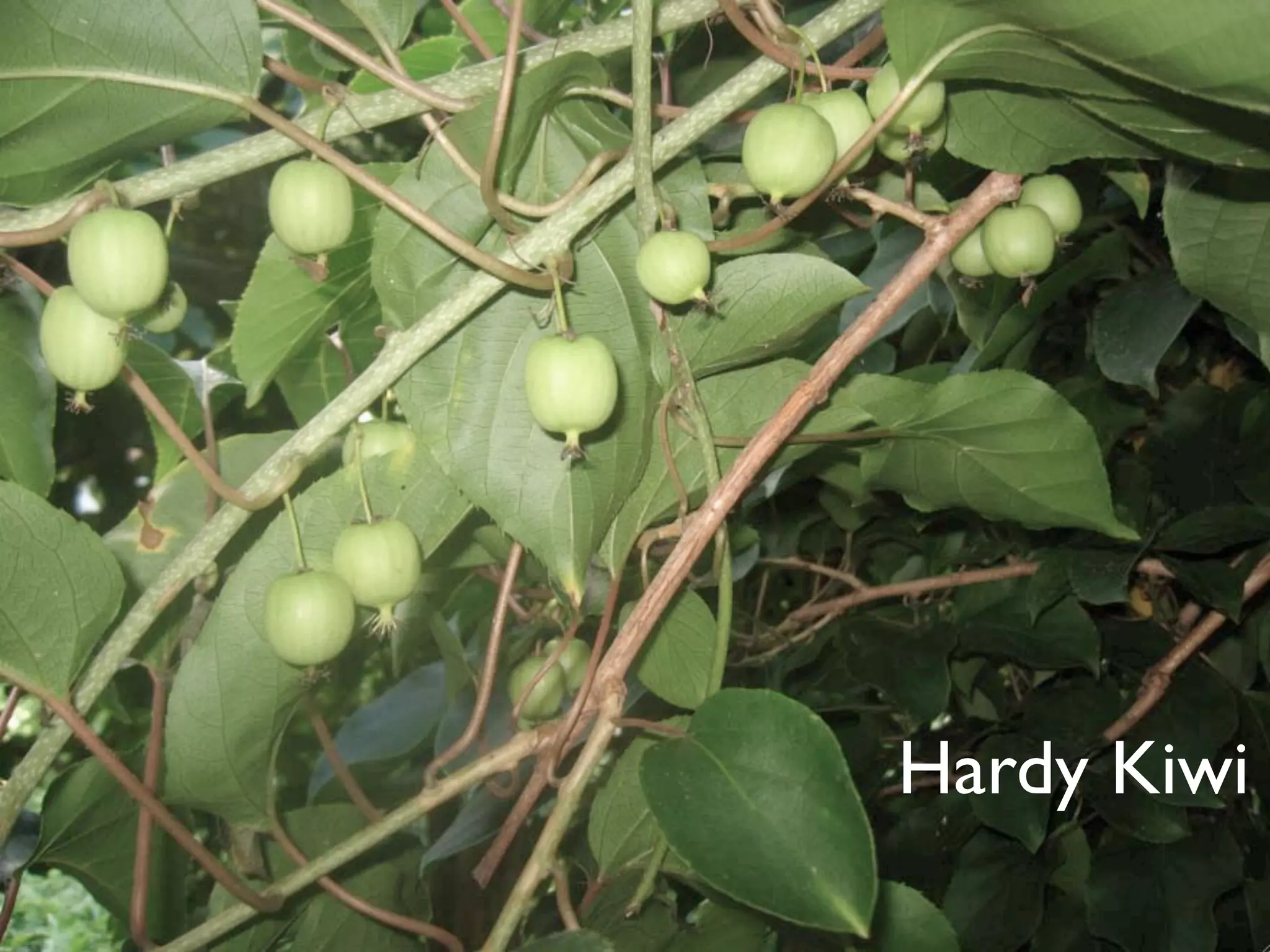 Hardy Kiwi