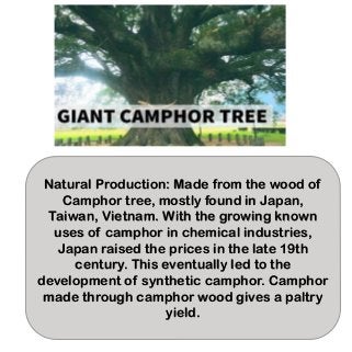 Natural Production: Made from the wood of
Camphor tree, mostly found in Japan,
Taiwan, Vietnam. With the growing known
uses of camphor in chemical industries,
Japan raised the prices in the late 19th
century. This eventually led to the
development of synthetic camphor. Camphor
made through camphor wood gives a paltry
yield.
 