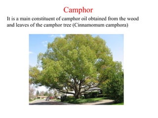 It is a main constituent of camphor oil obtained from the wood
and leaves of the camphor tree (Cinnamomum camphora)
Camphor
 