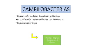 CAMPILOBACTERIAS
• Causan enfermedades diarreicas y sistémicas.
• La clasificación suele modificarse con frecuencia.
• Campylobacter jejuni
• Prototipo del grupo
• Causa común de
diarrea
 