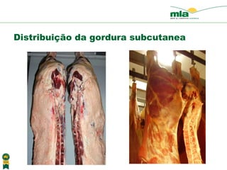 Distribuição da gordura subcutanea 
